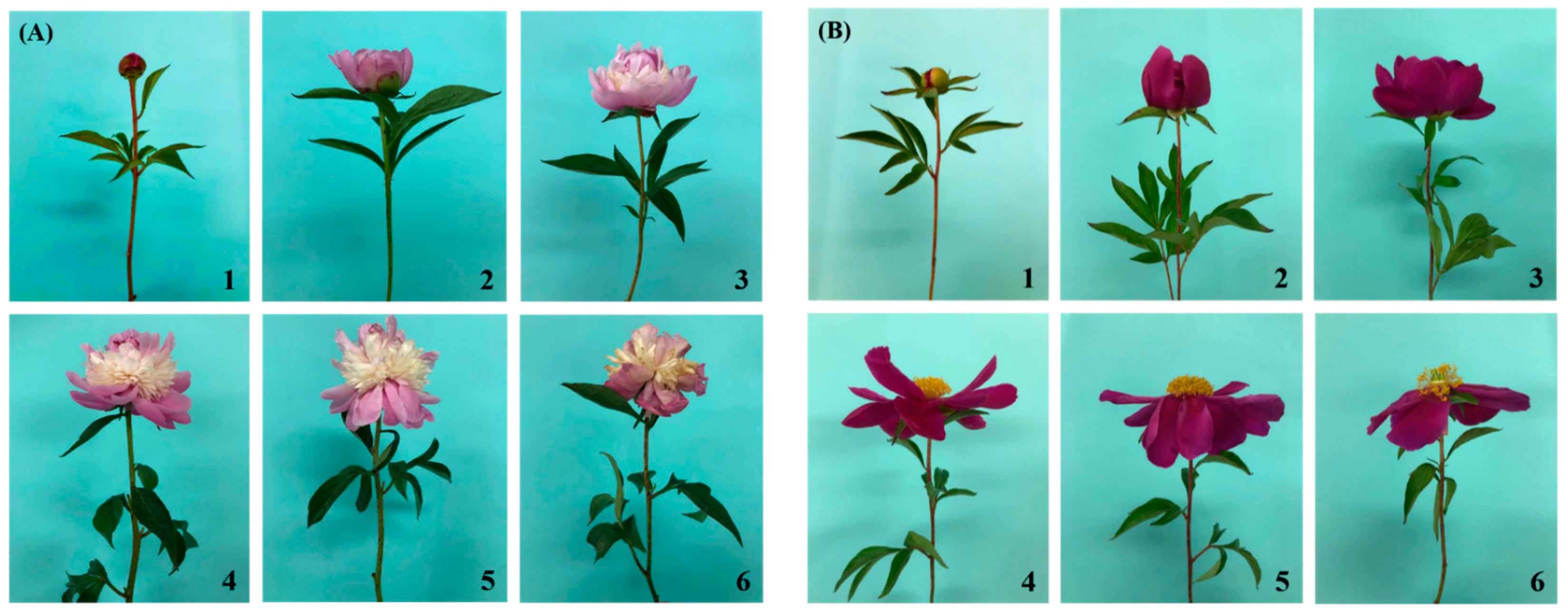 Pre- and/or Postharvest Silicon Application Prolongs the Vase Life and  Enhances the Quality of Cut Peony (Paeonia lactiflora Pall.) Flowers