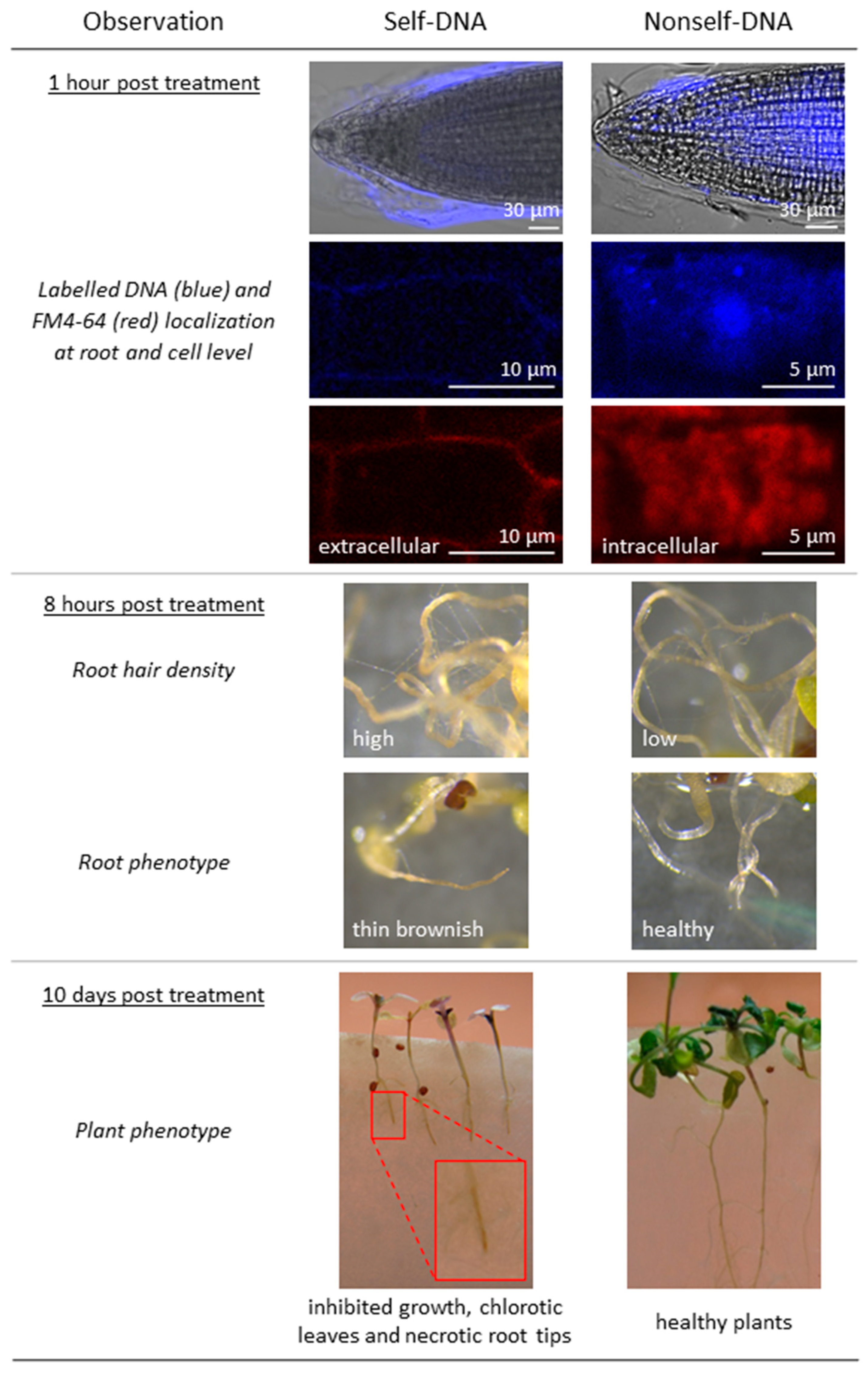 Plants 10 01744 g006 550