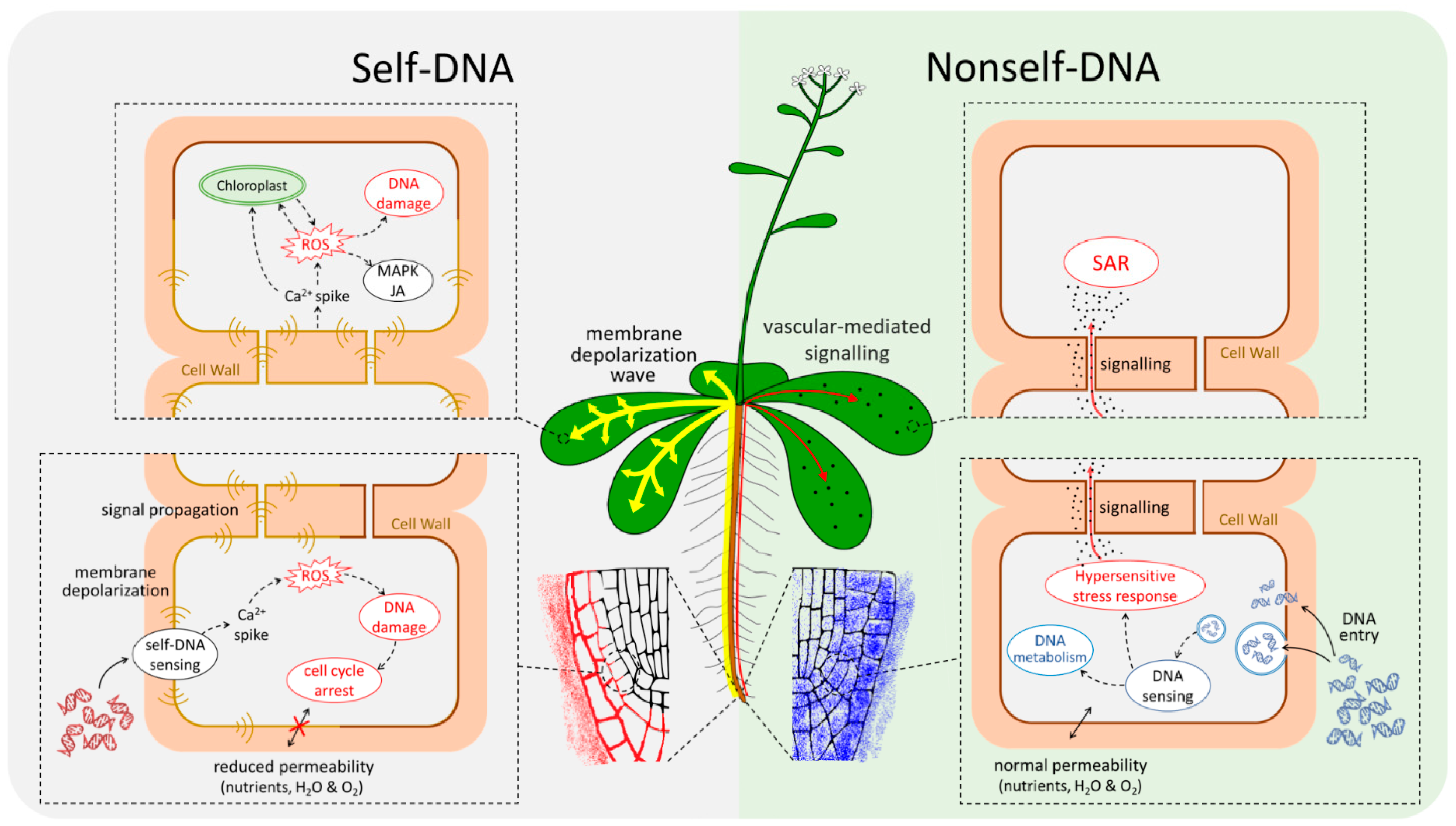 Plants 10 01744 g007 550