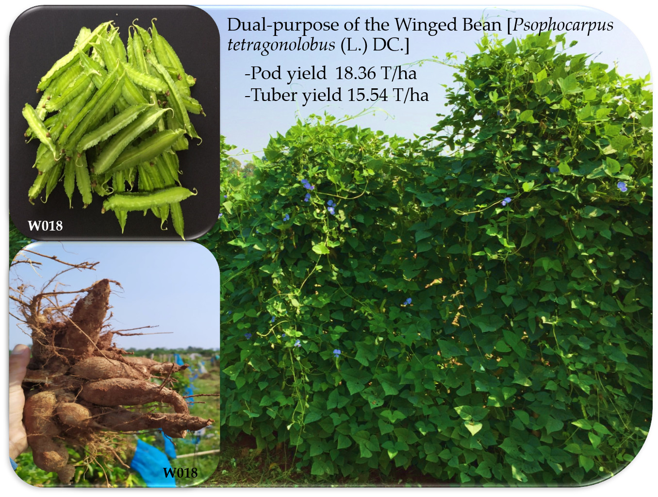 Plants   Free Full Text   Dual Purpose of the Winged Bean ...