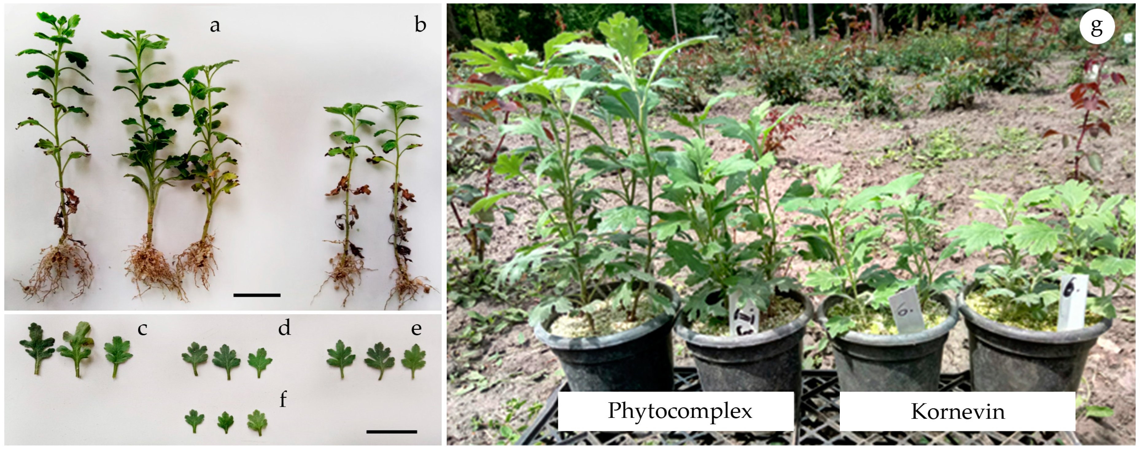 Plants 10 01748 g009