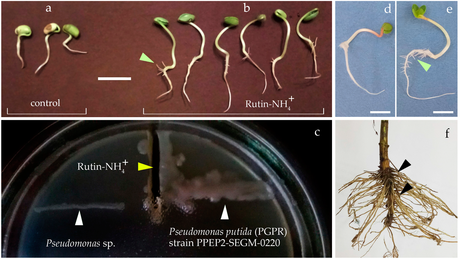 Plants 10 01748 g010