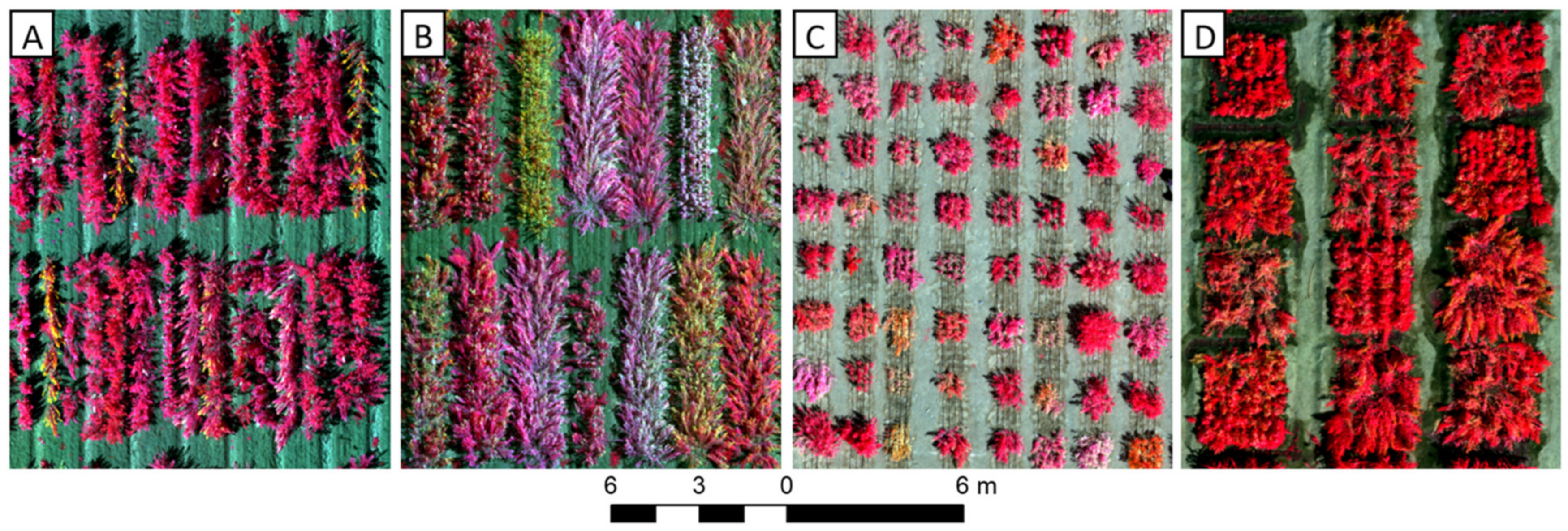 Plants 10 01759 g002