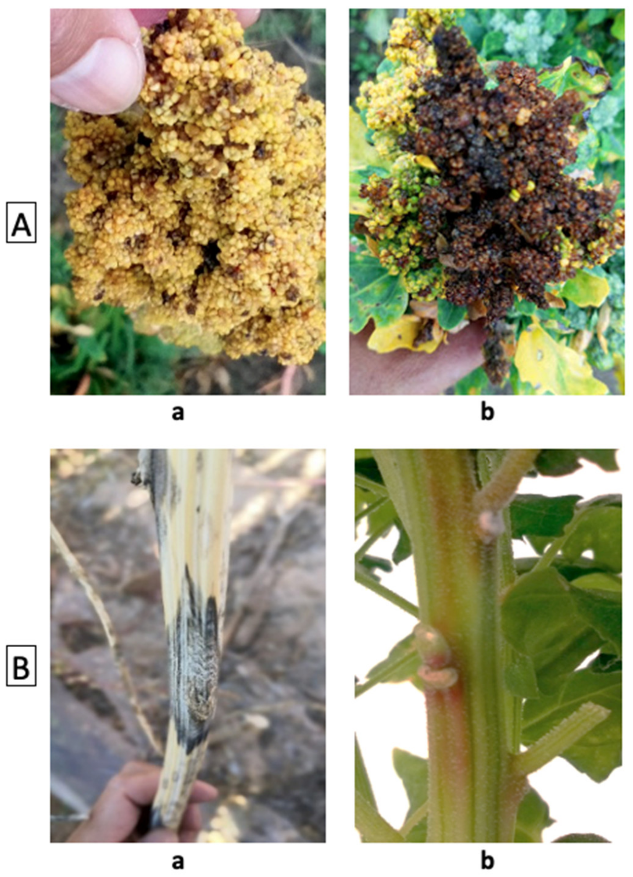 Plants 10 01759 g008