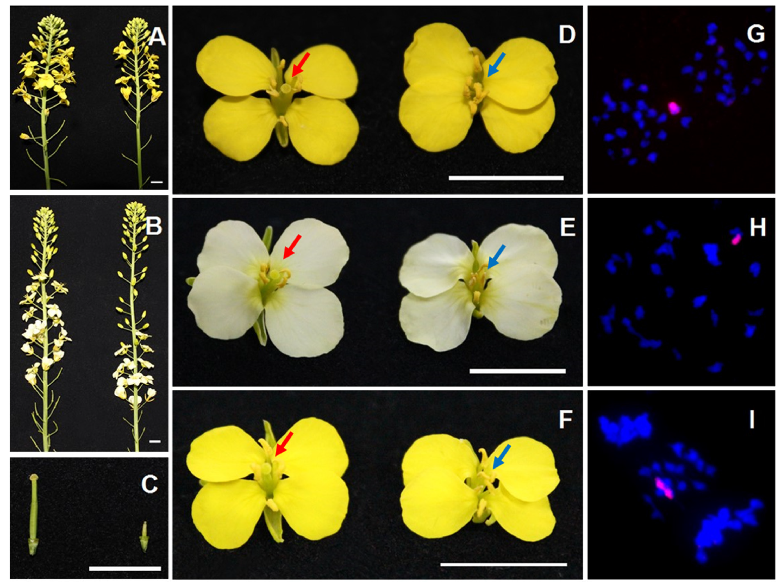 Plants 10 01766 g001 550