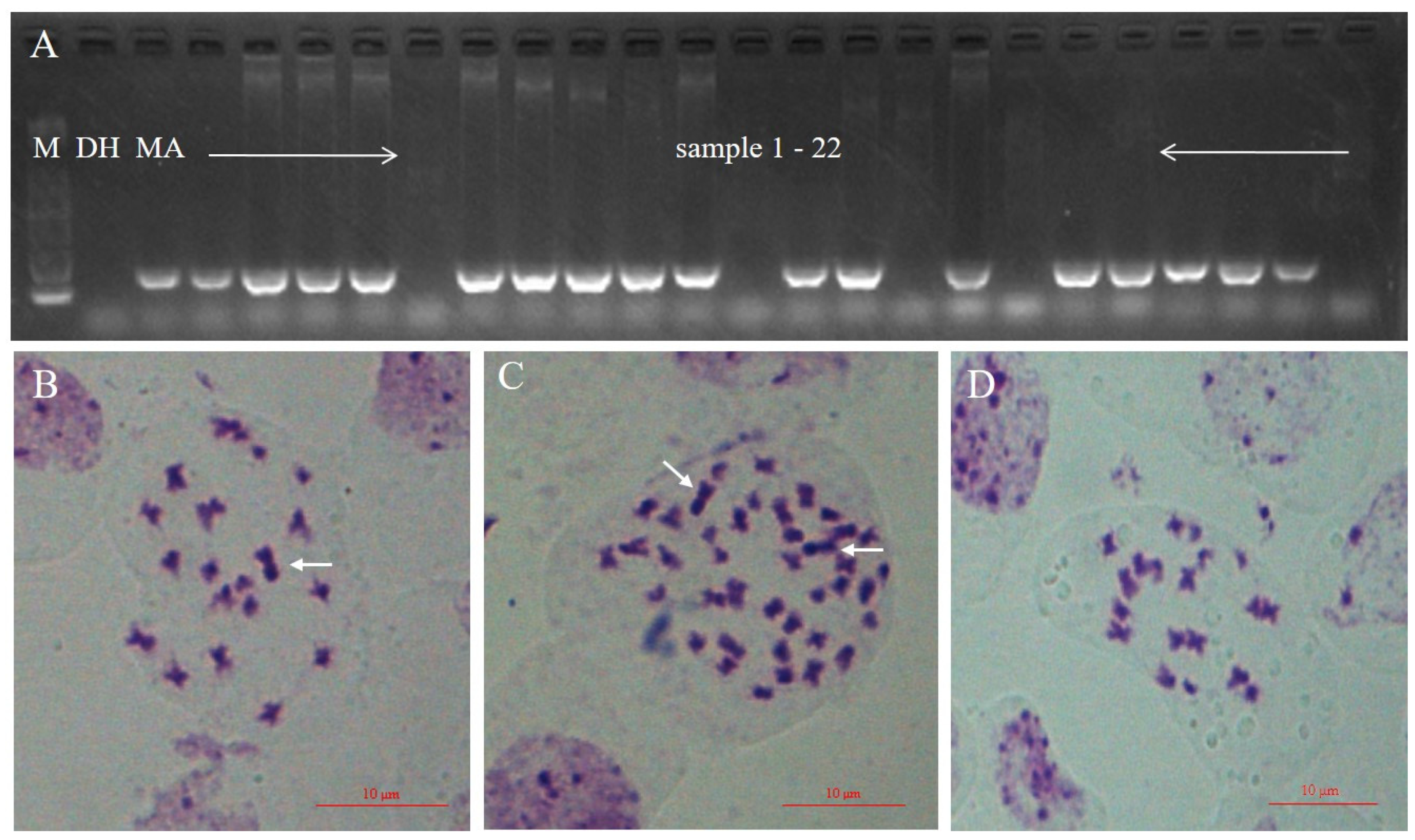 Plants 10 01766 g002 550