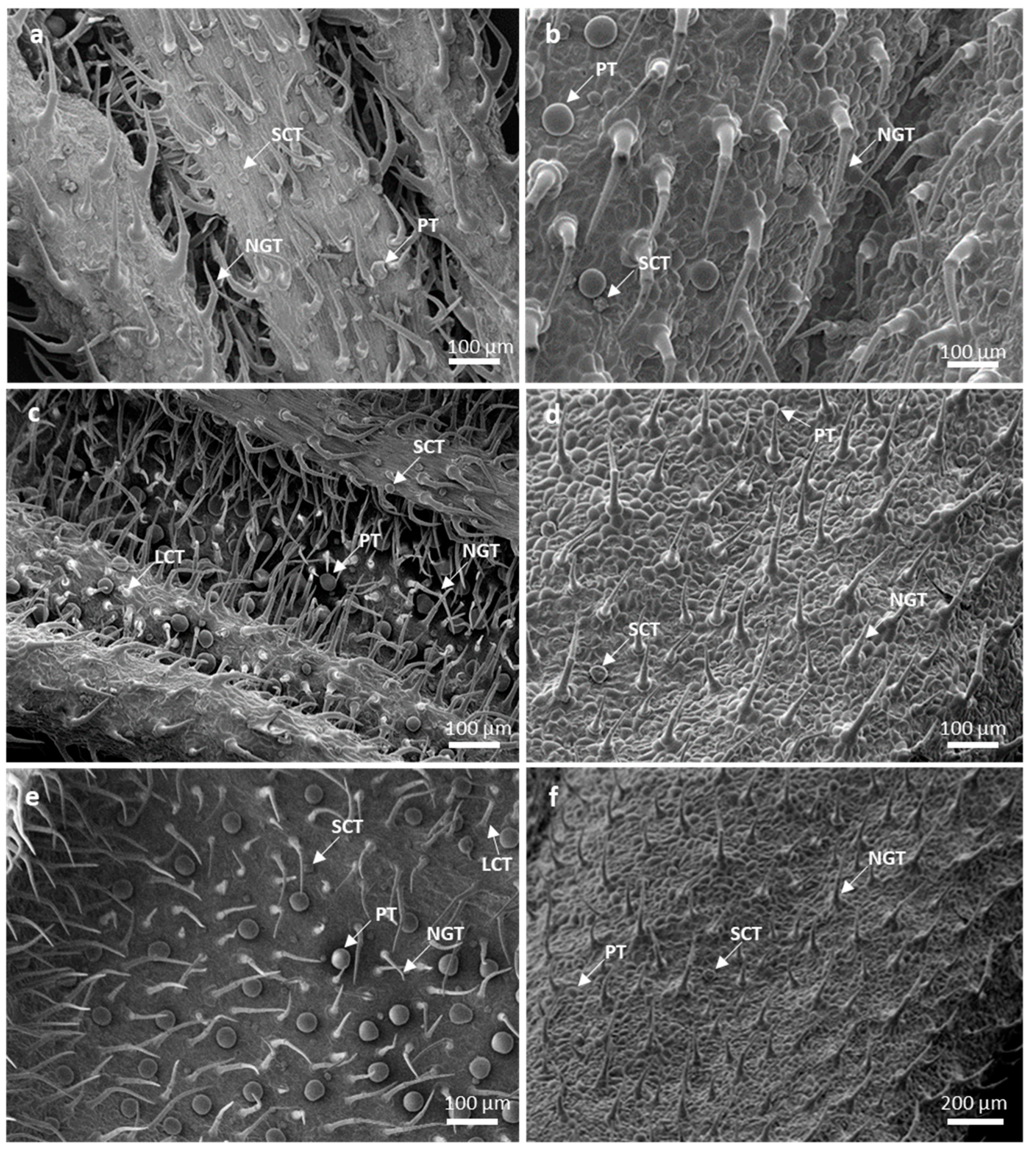 Plants 10 01767 g001