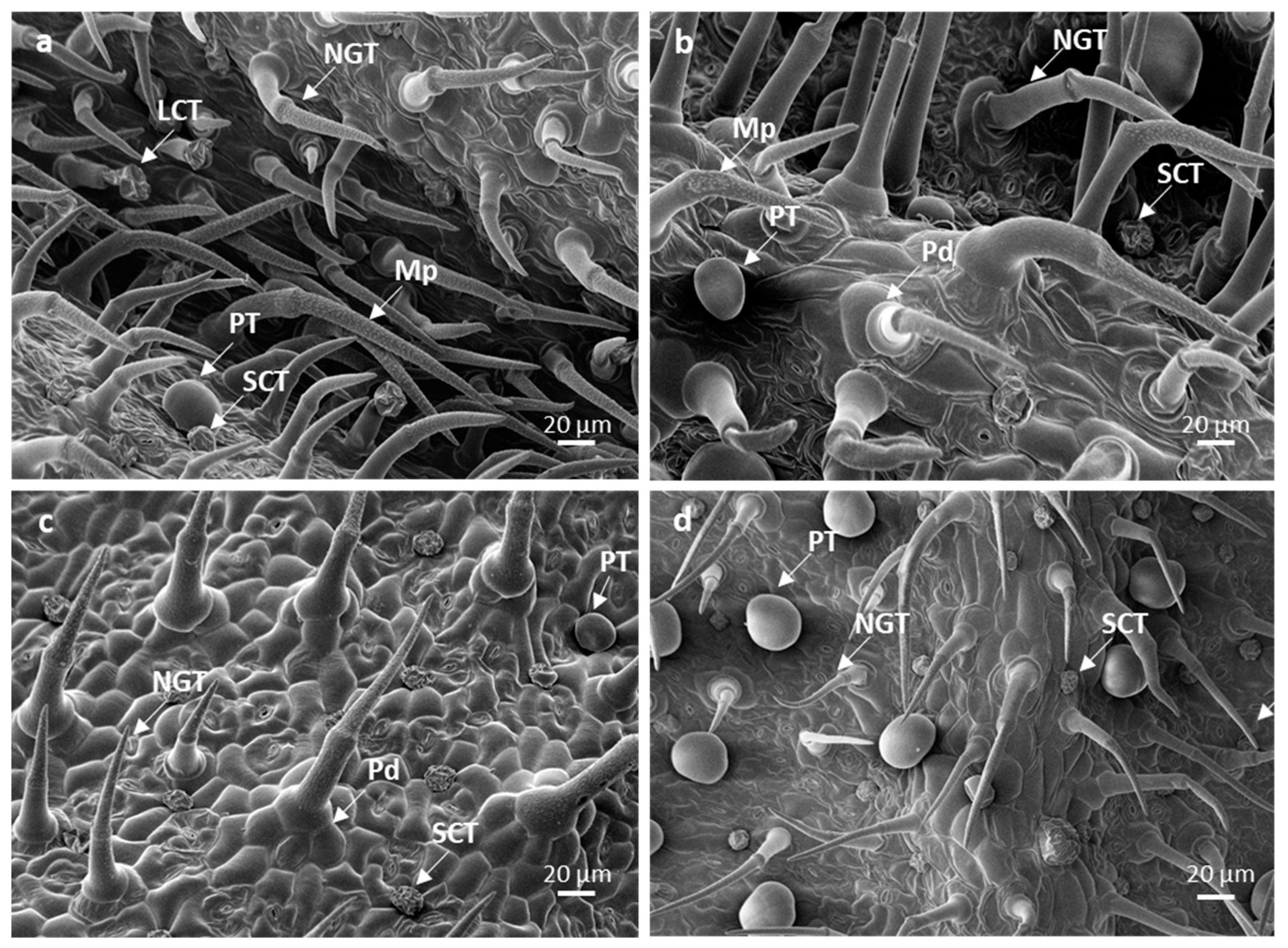 Plants 10 01767 g002