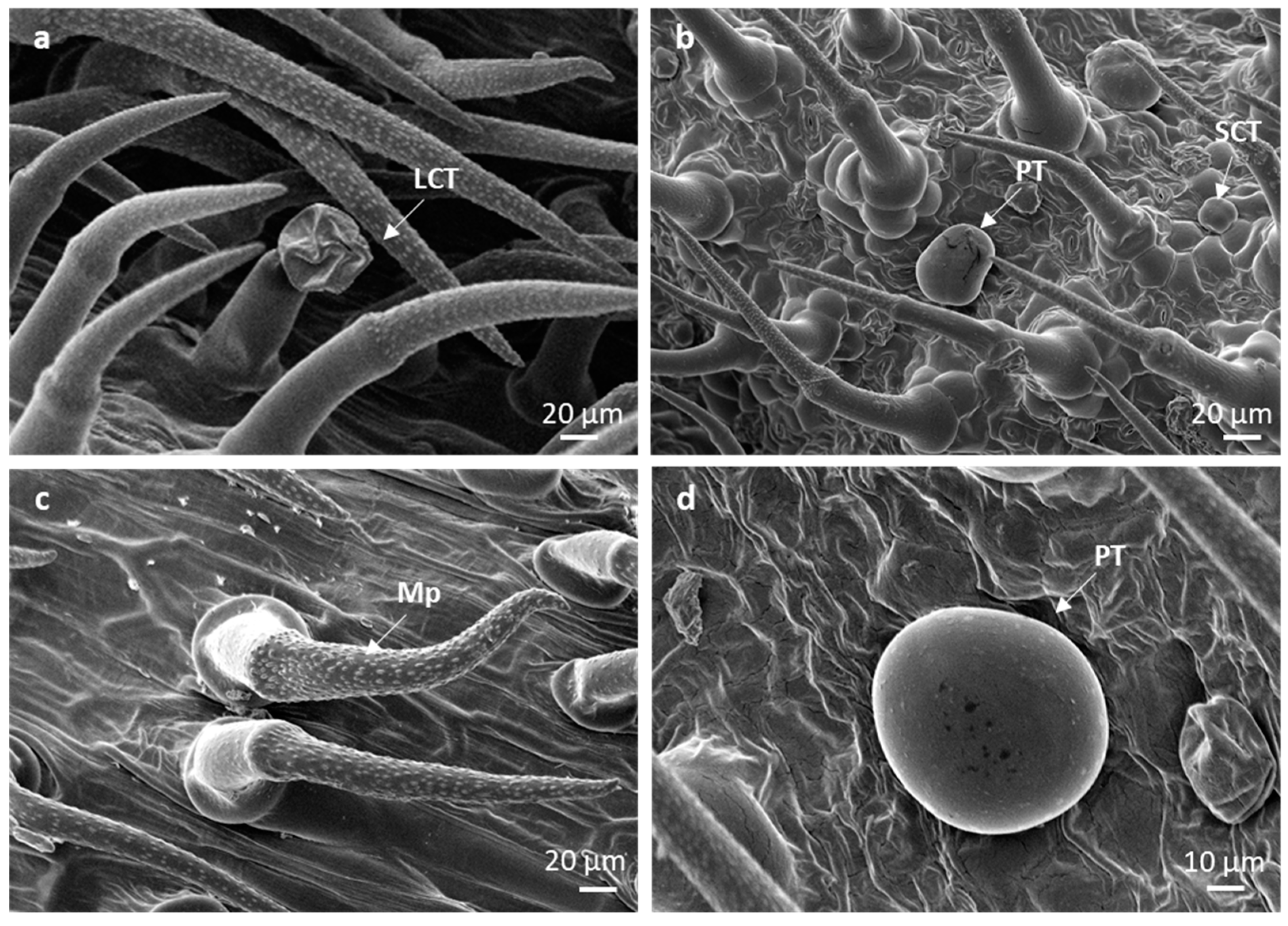 Plants 10 01767 g003