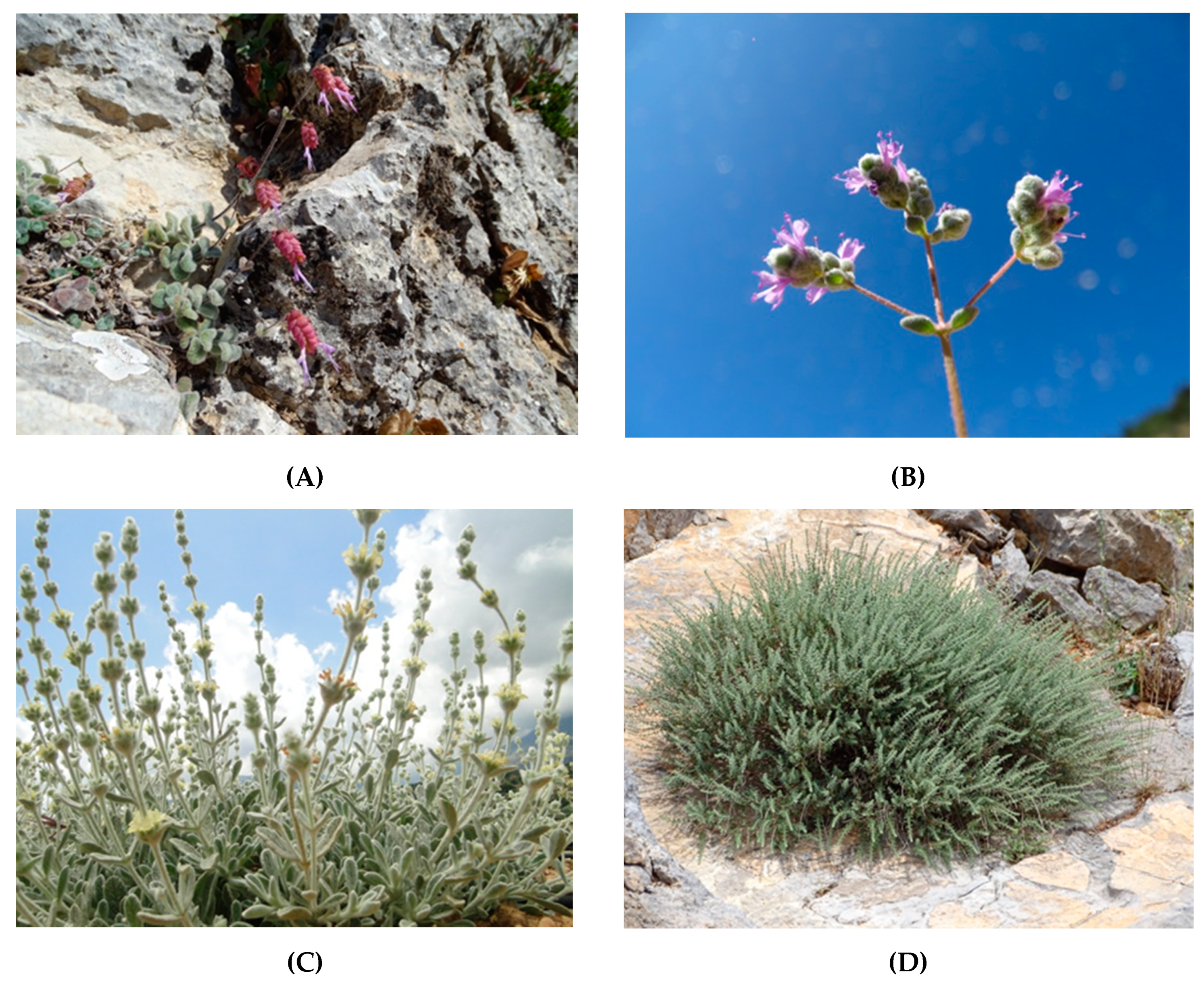 Plants 10 01770 g002 550