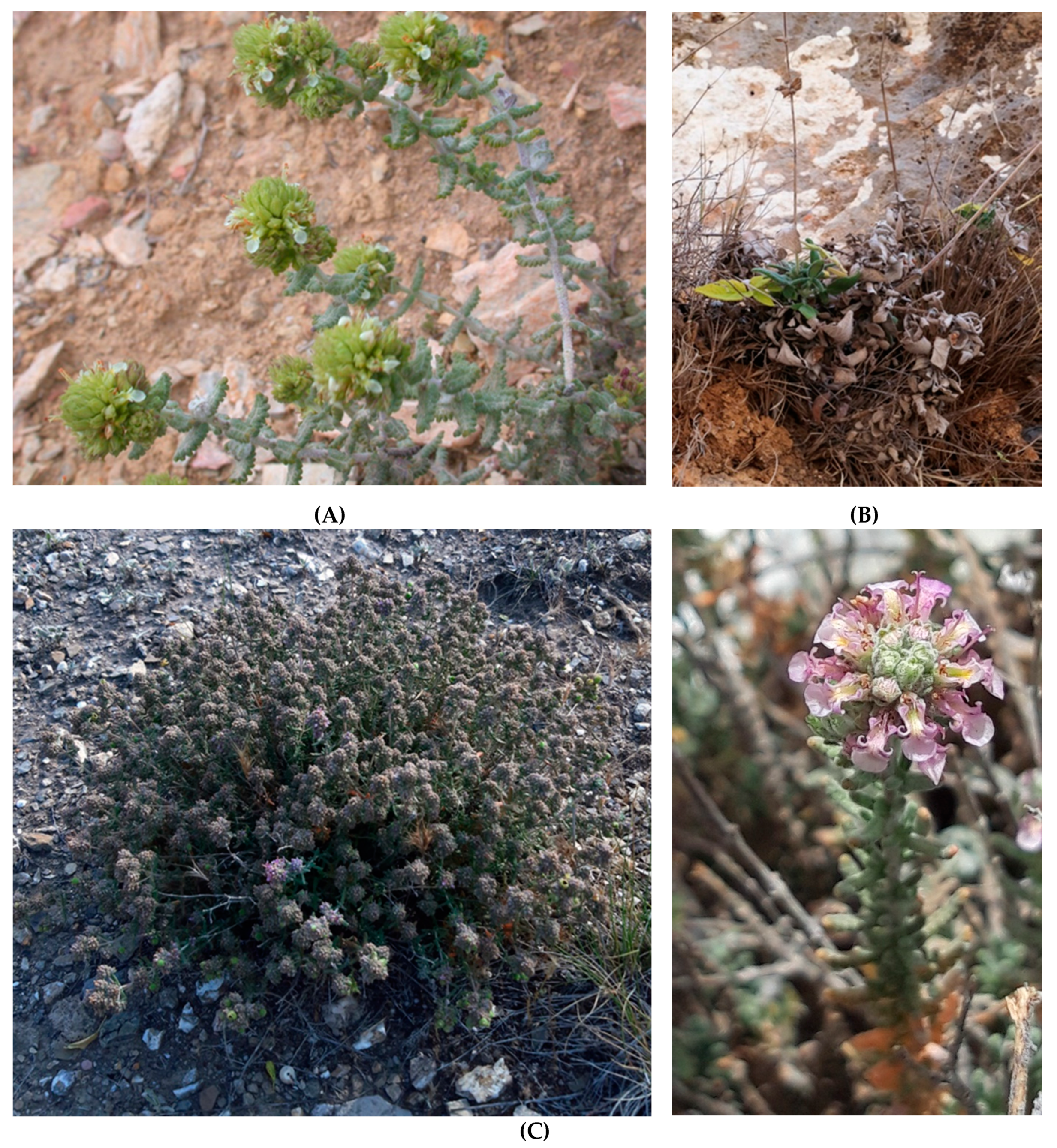 Plants 10 01770 g004 550