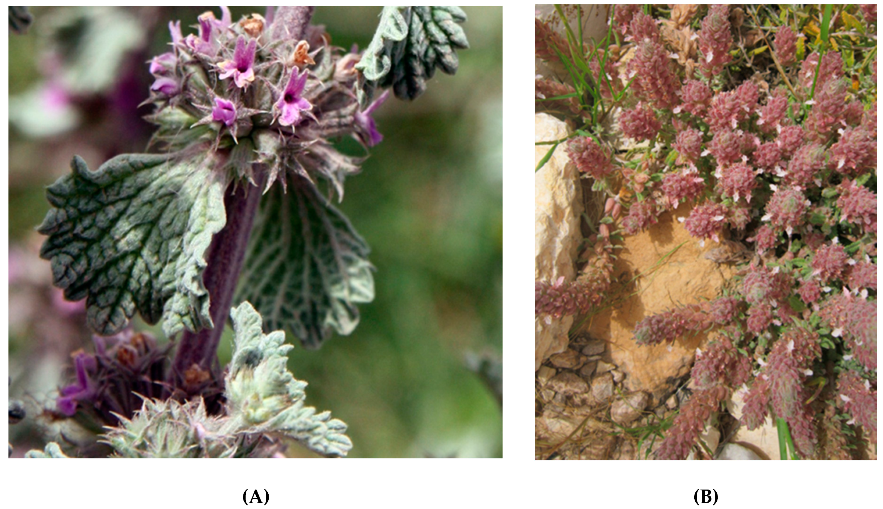 Plants 10 01770 g006a 550