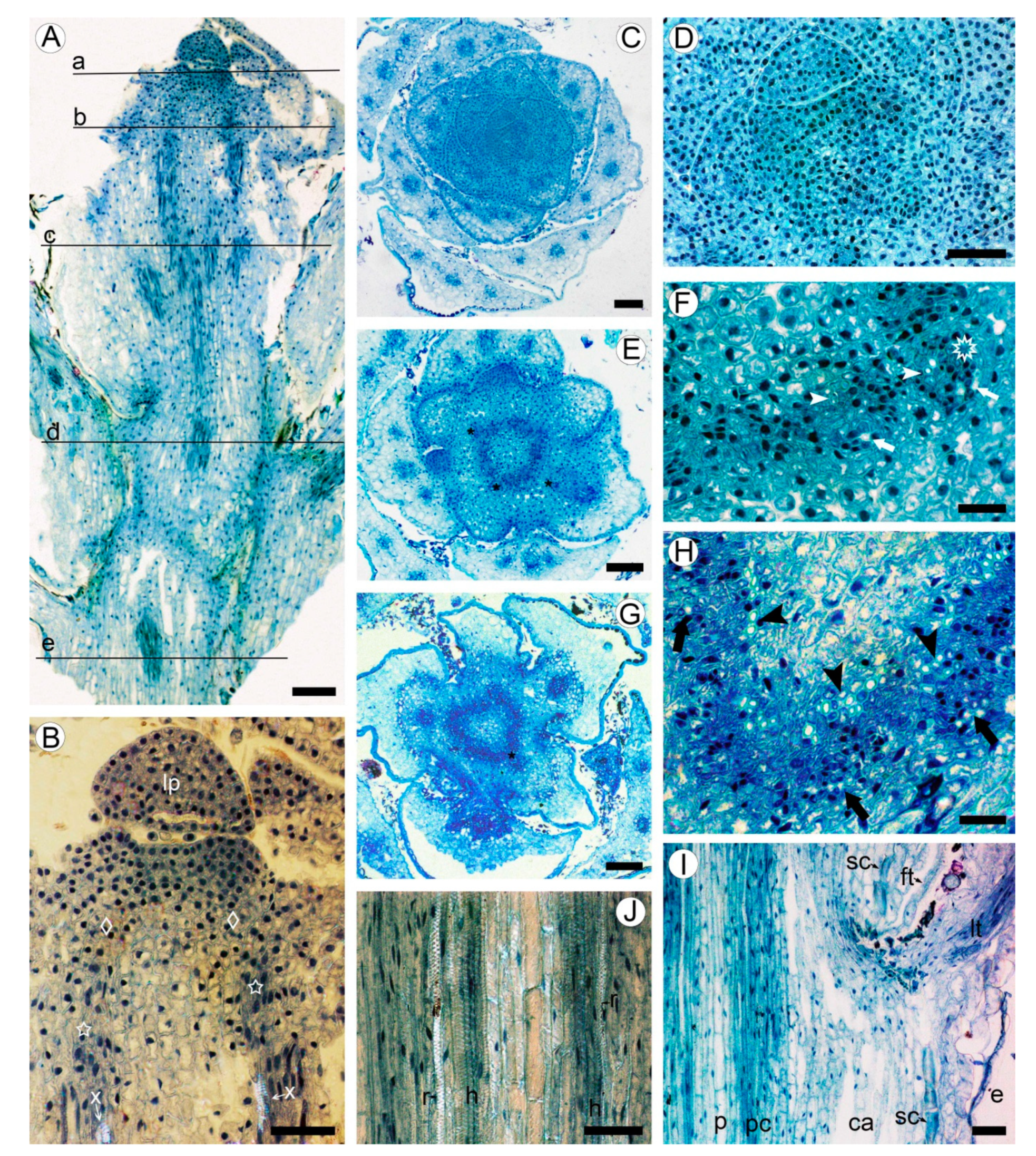 Plants 10 01773 g001 Plants 10 01773 g001