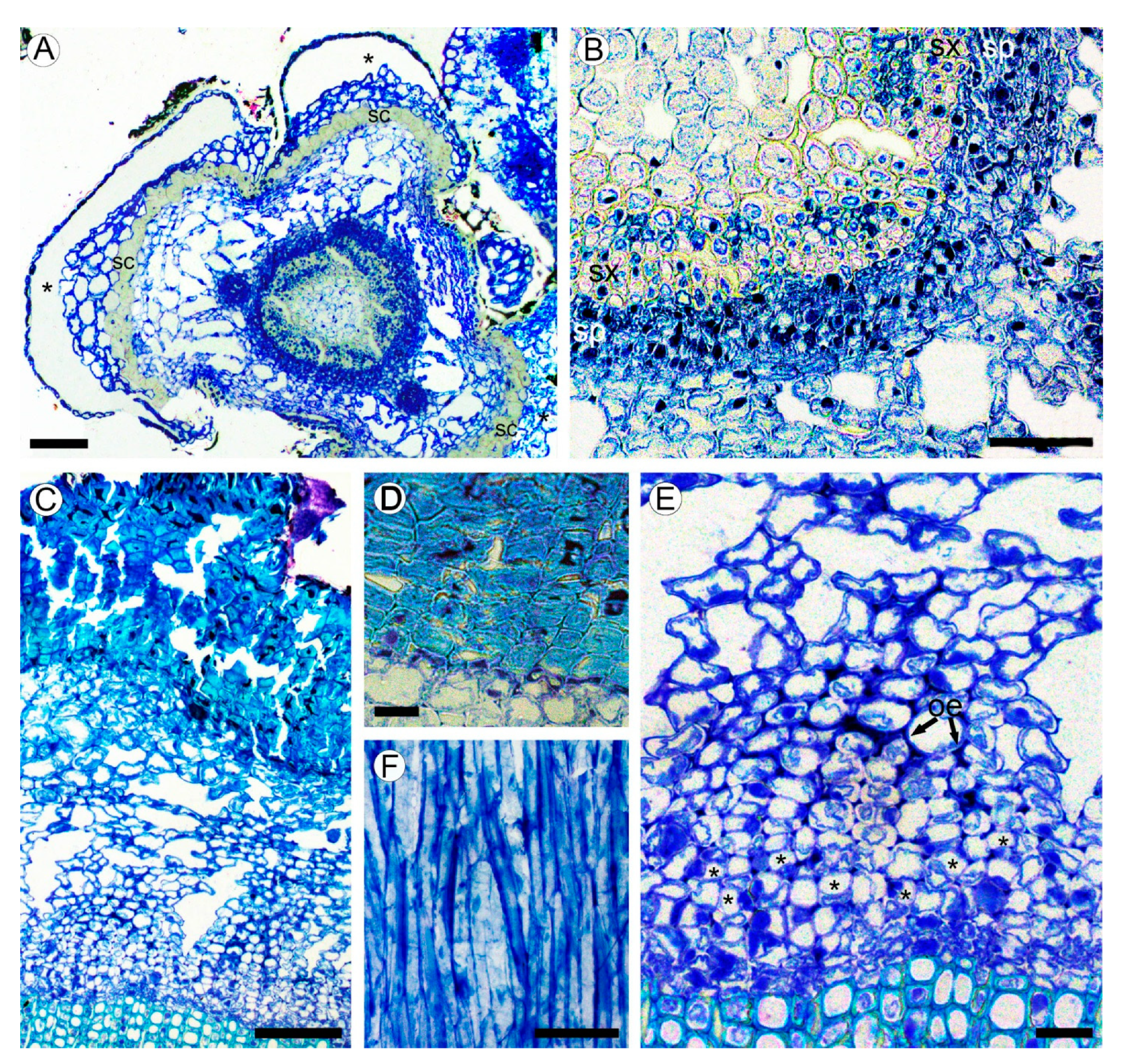 Plants 10 01773 g002 Plants 10 01773 g002