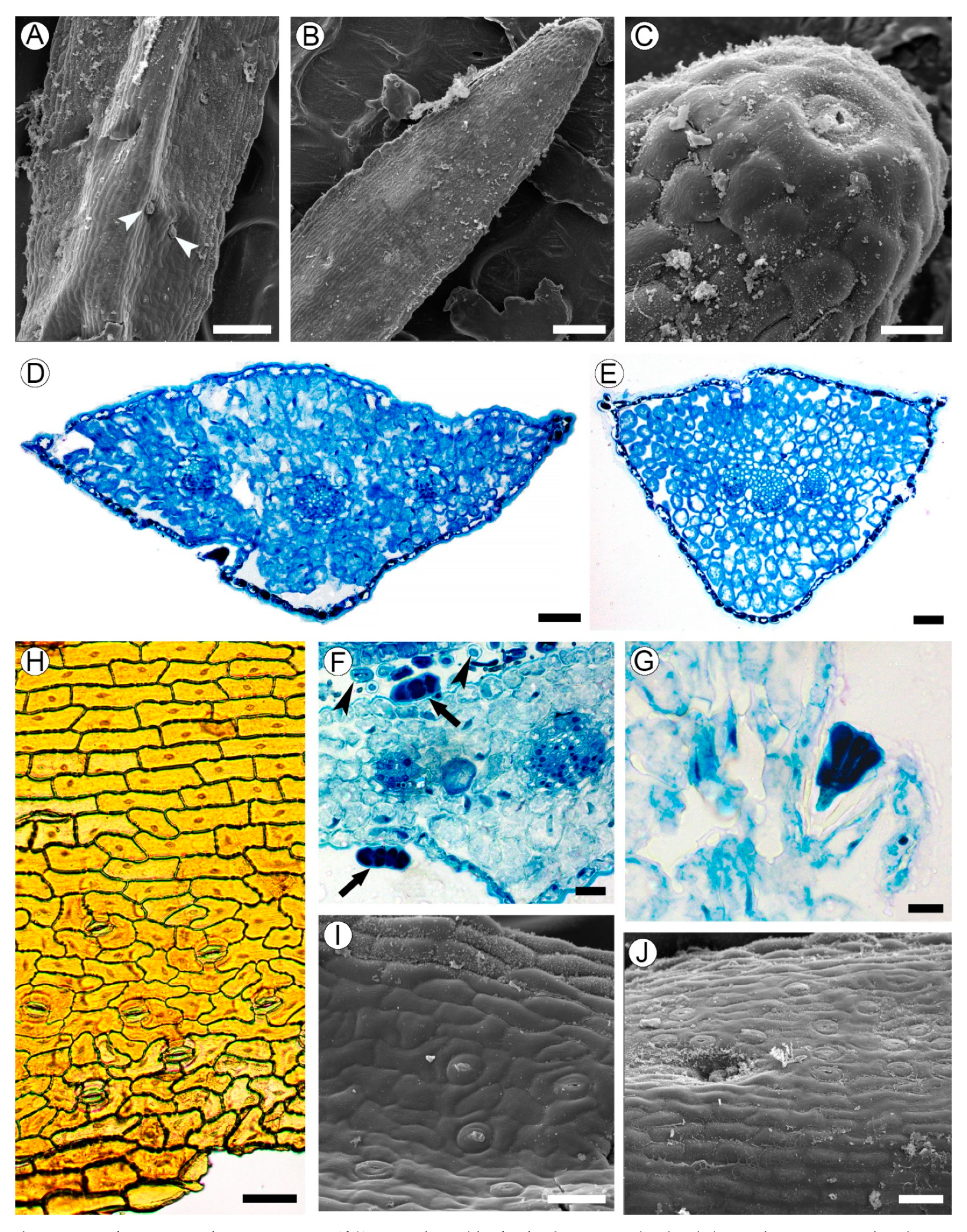 Plants 10 01773 g003 Plants 10 01773 g003