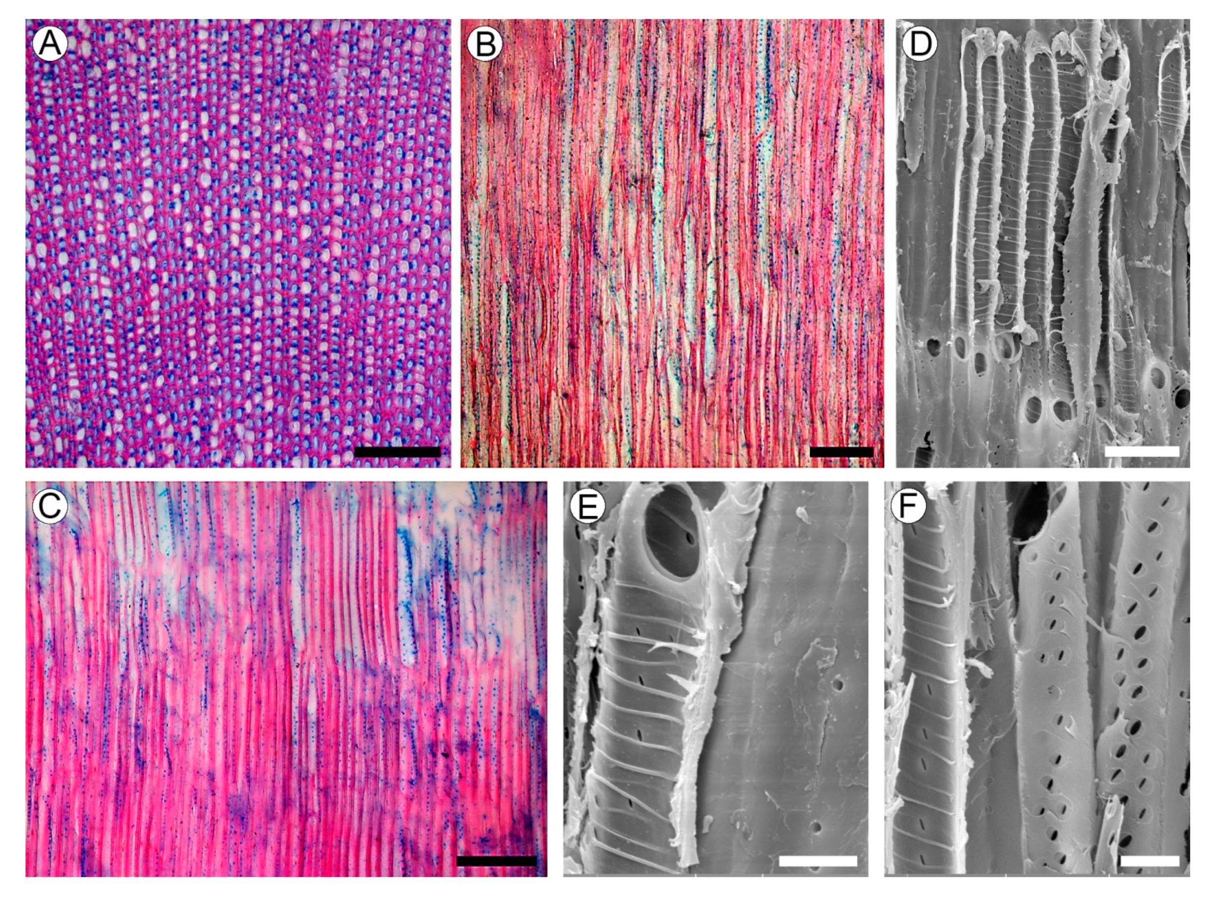 Plants 10 01773 g004 Plants 10 01773 g004