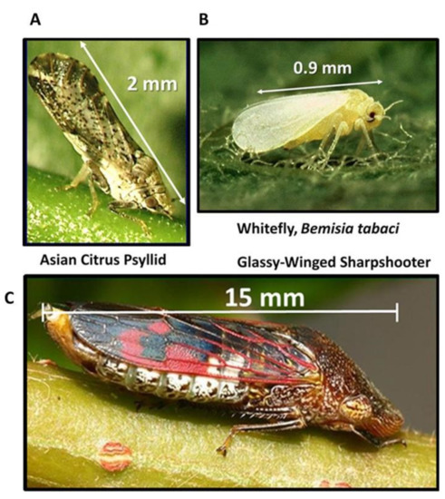 Methods for the Extraction of Endosymbionts from the Whitefly