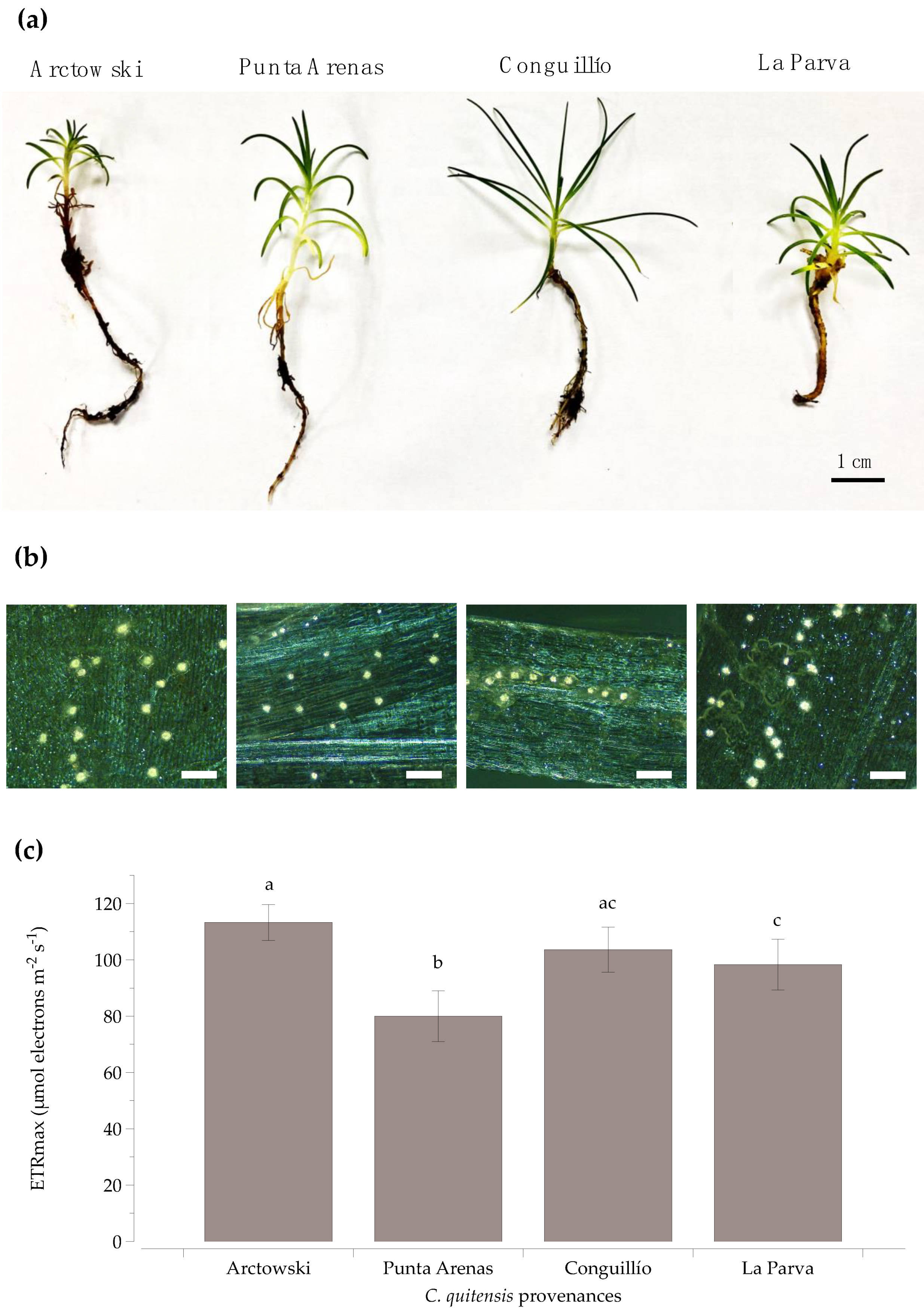 Plants 10 01787 g001