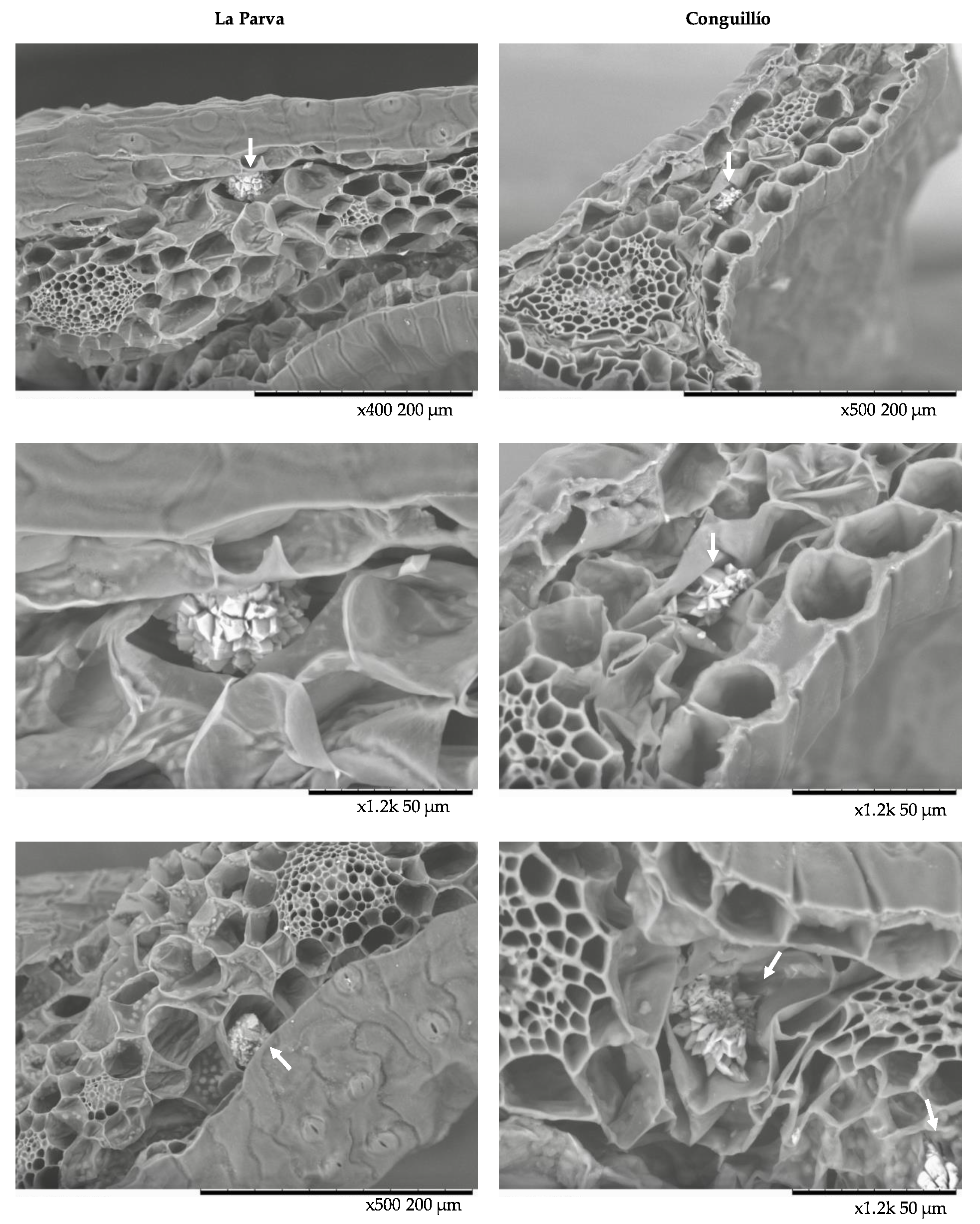 Plants 10 01787 g004