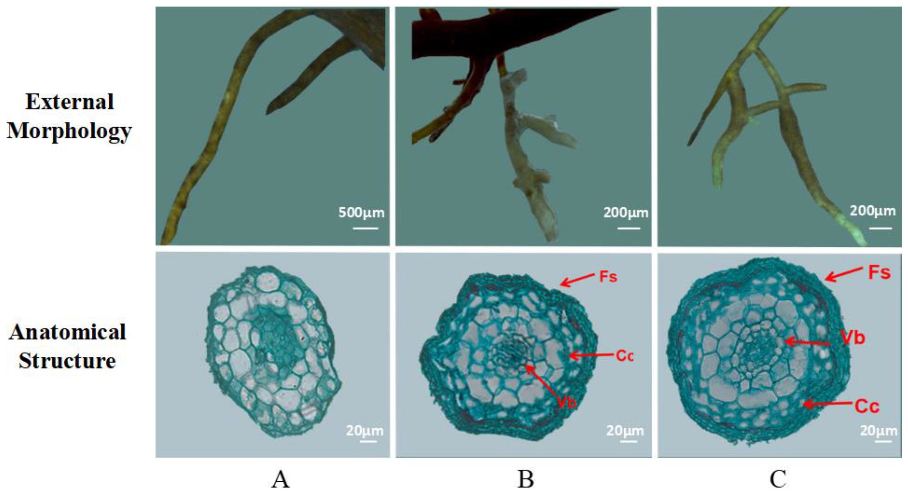 Plants 10 01790 g001