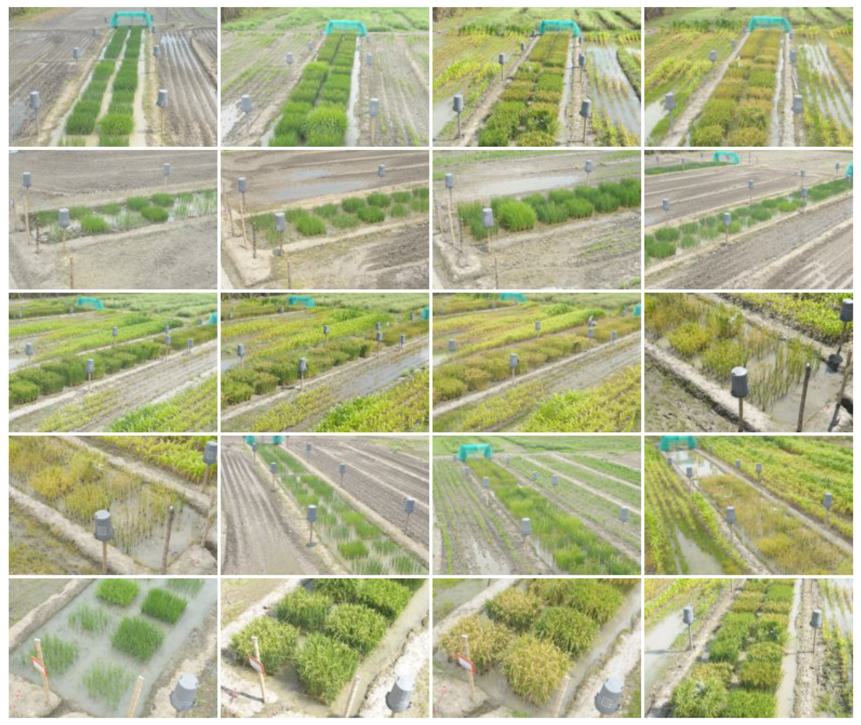 Image of Ortho ground clear image of field of crops