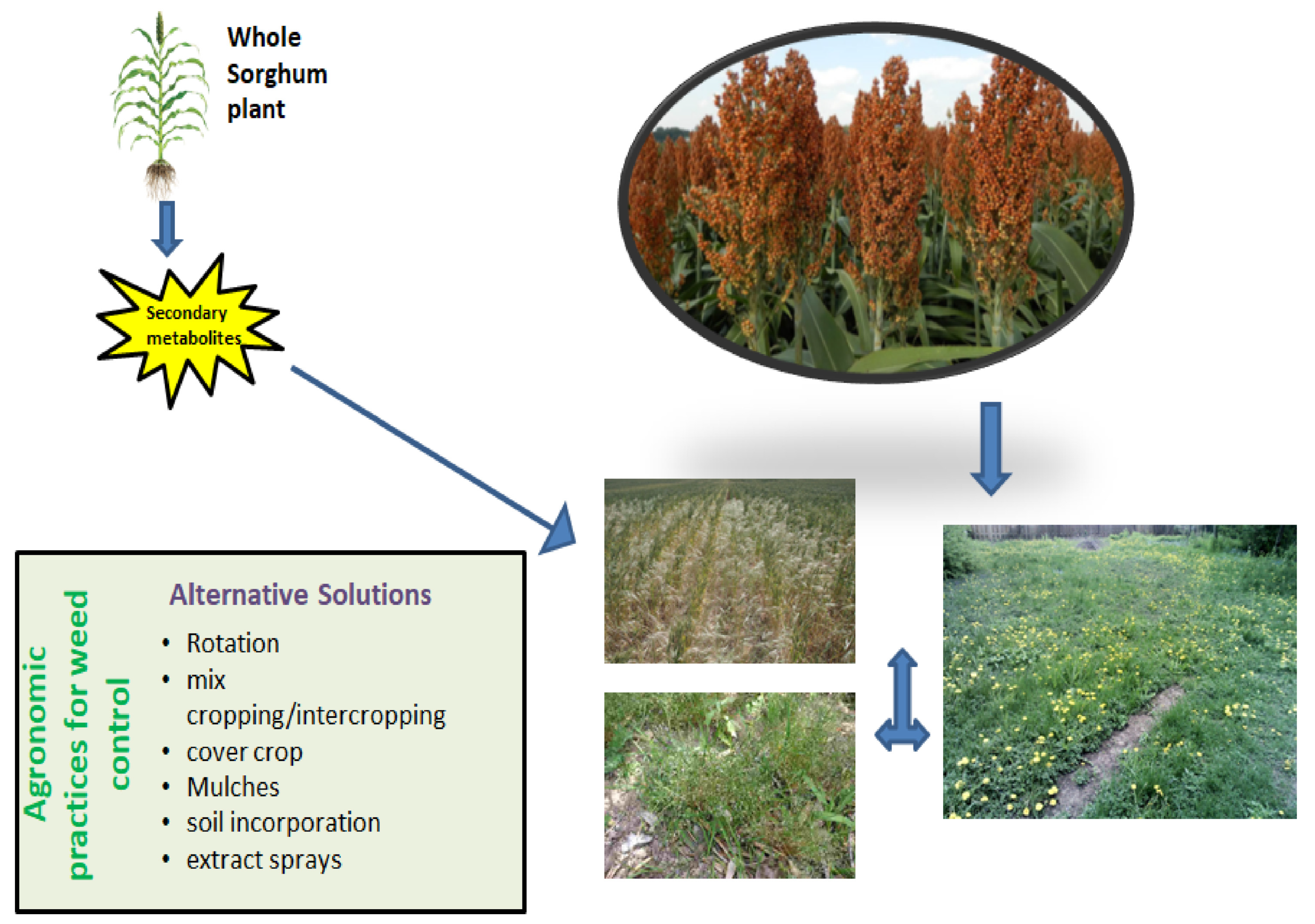 Plants 10 01795 g001 Plants 10 01795 g001