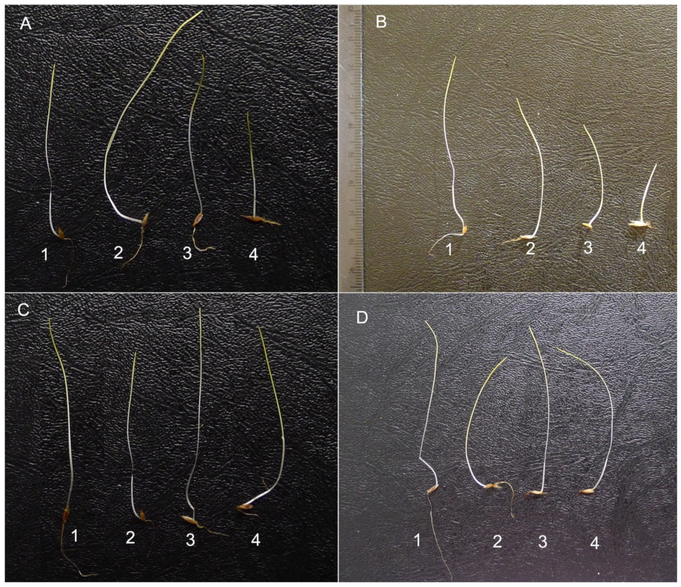 Plants 10 01806 g004 Plants 10 01806 g004