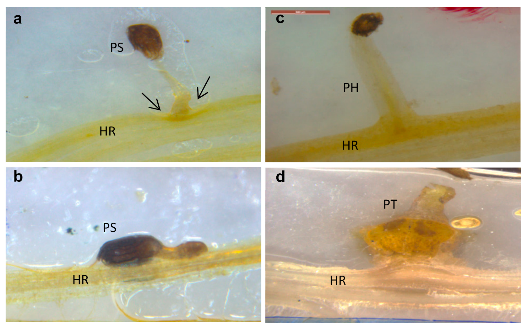 Plants 10 01810 g003 Plants 10 01810 g003