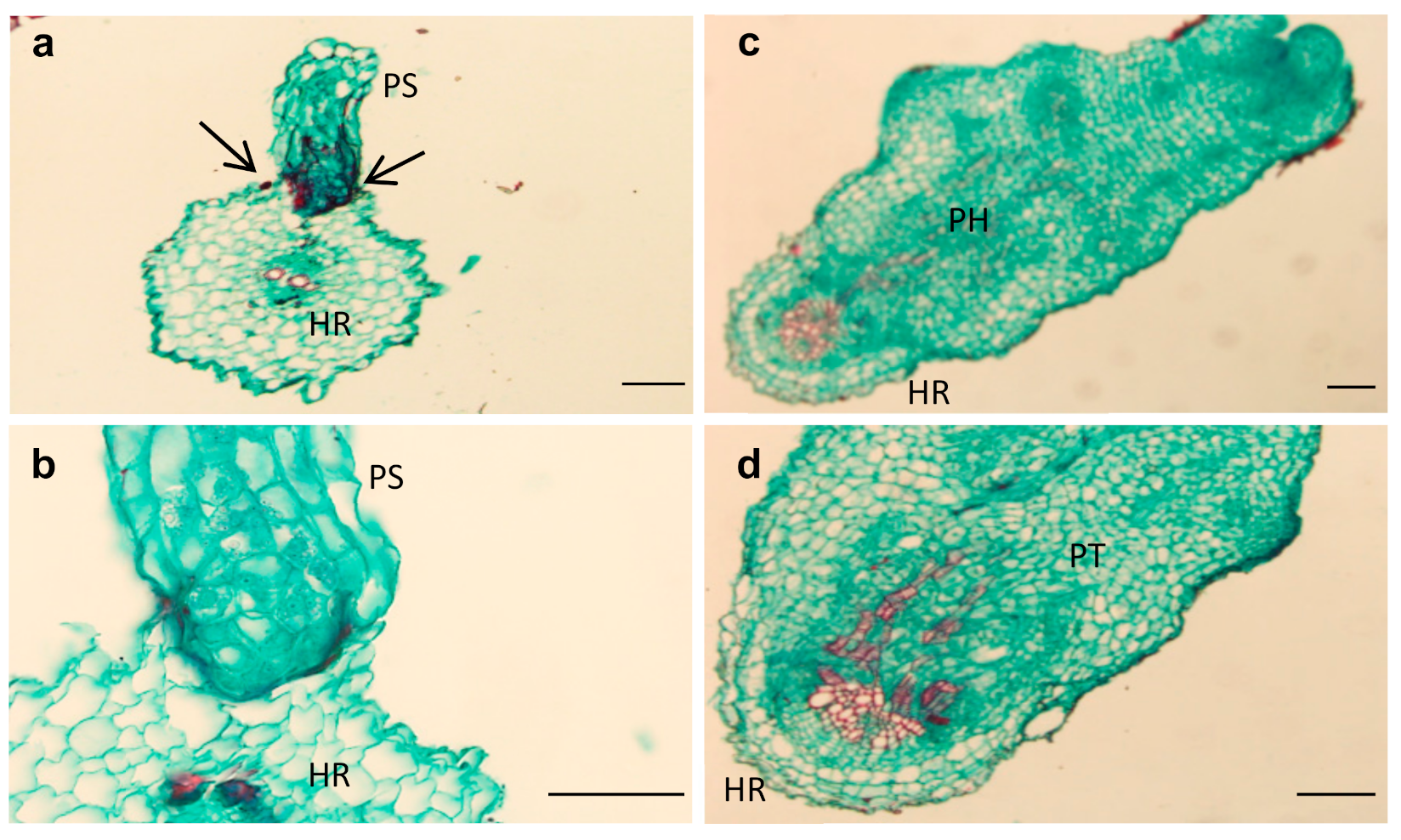 Plants 10 01810 g004 Plants 10 01810 g004
