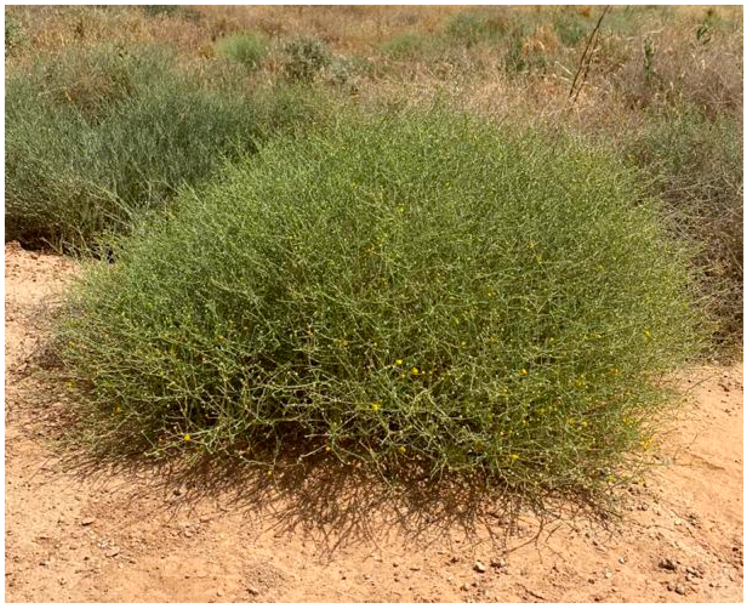 Plants 10 01811 g001 Plants 10 01811 g001