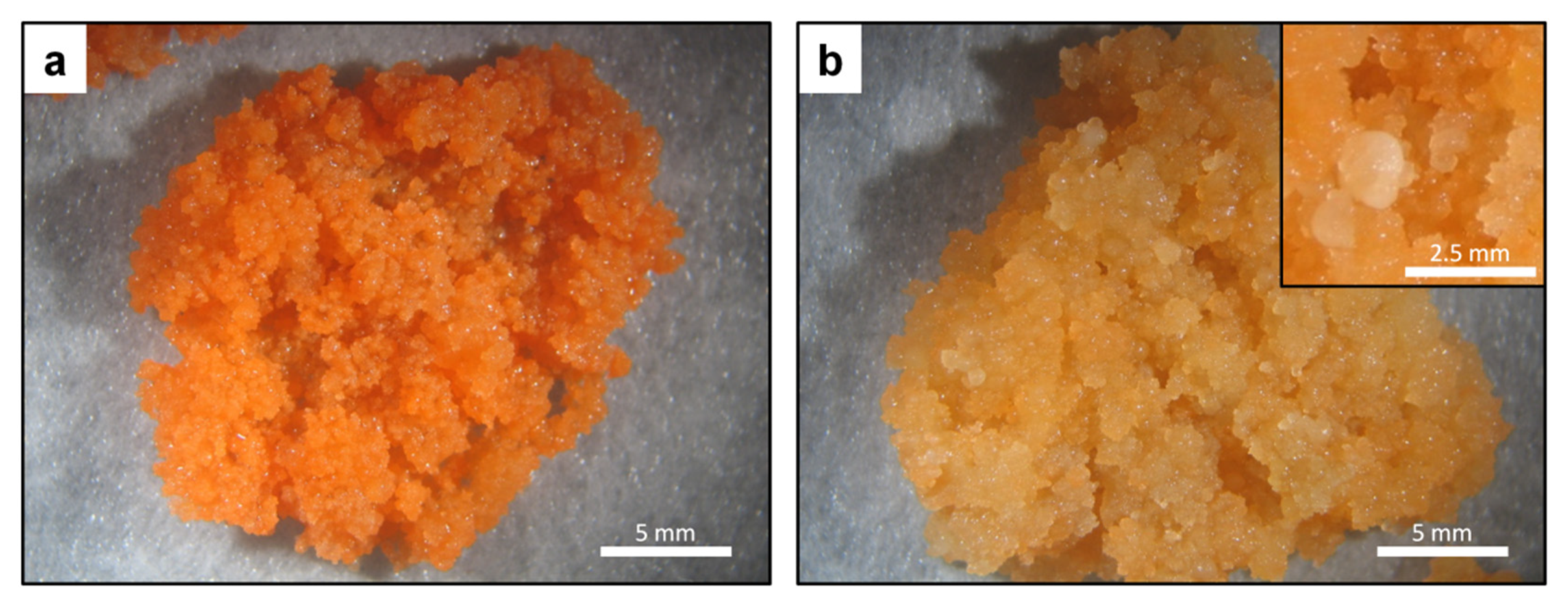 Plants 10 01813 g001 Plants 10 01813 g001