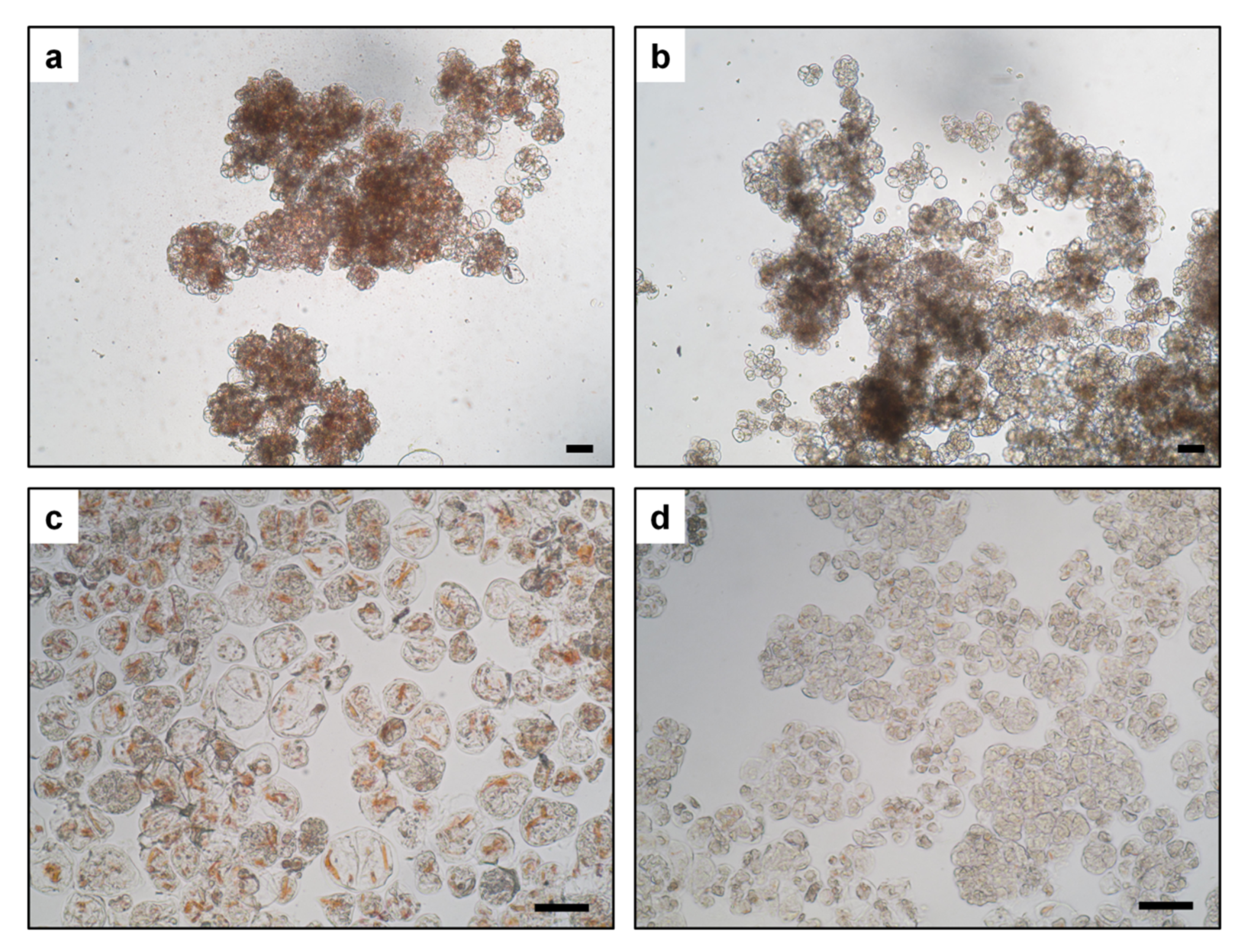 Plants 10 01813 g002 Plants 10 01813 g002