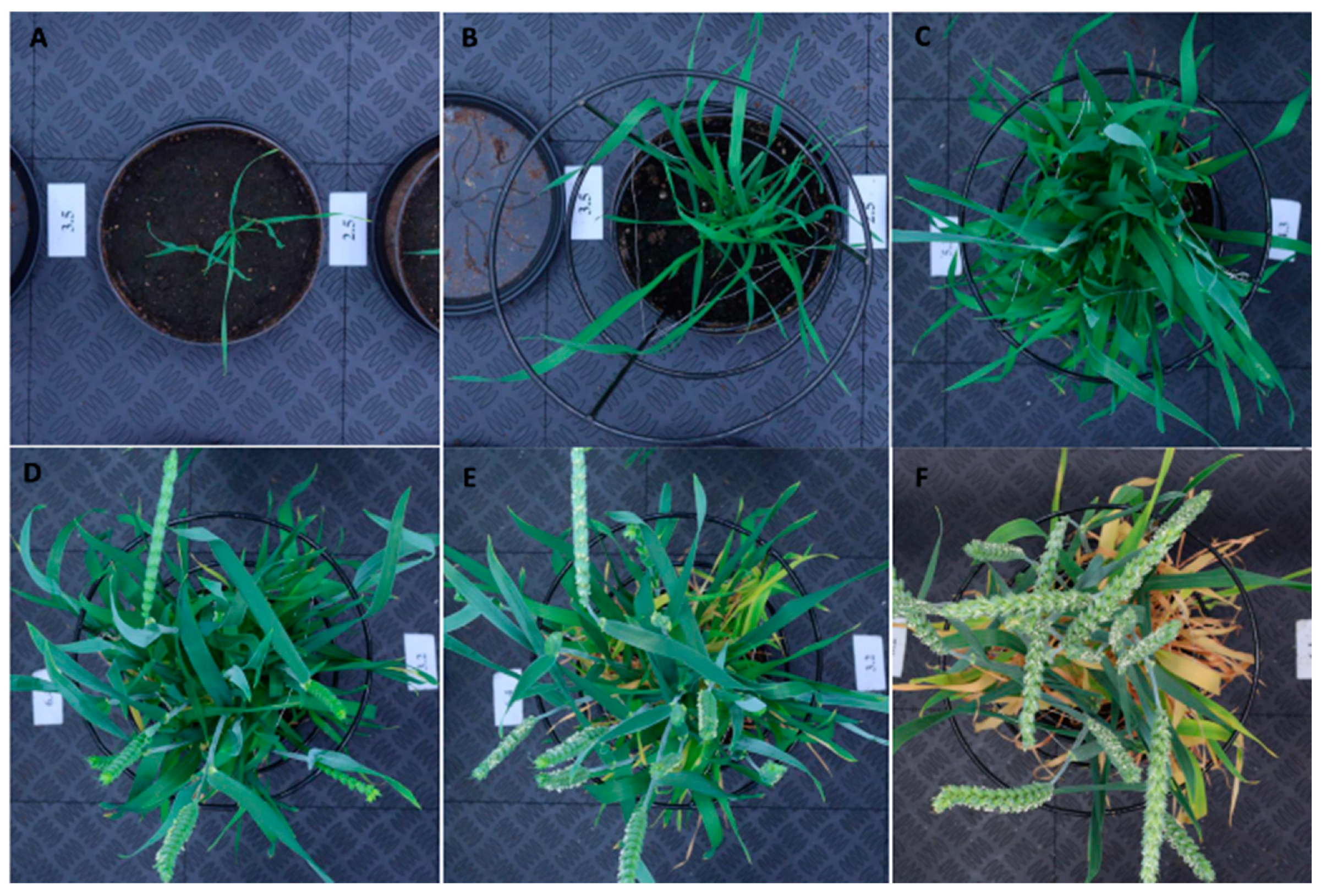 Plants 10 01817 g004