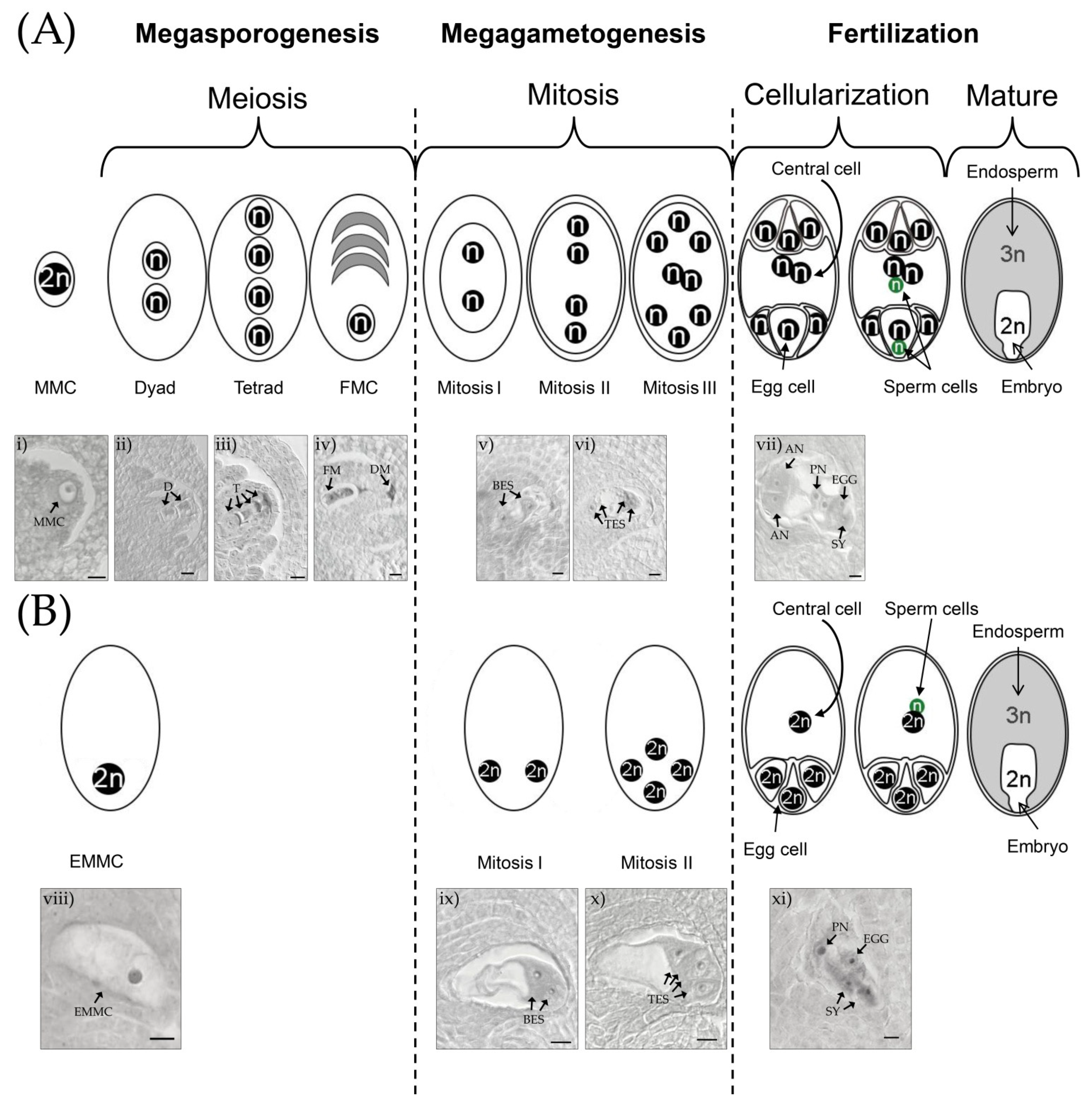 Plants 10 01818 g001
