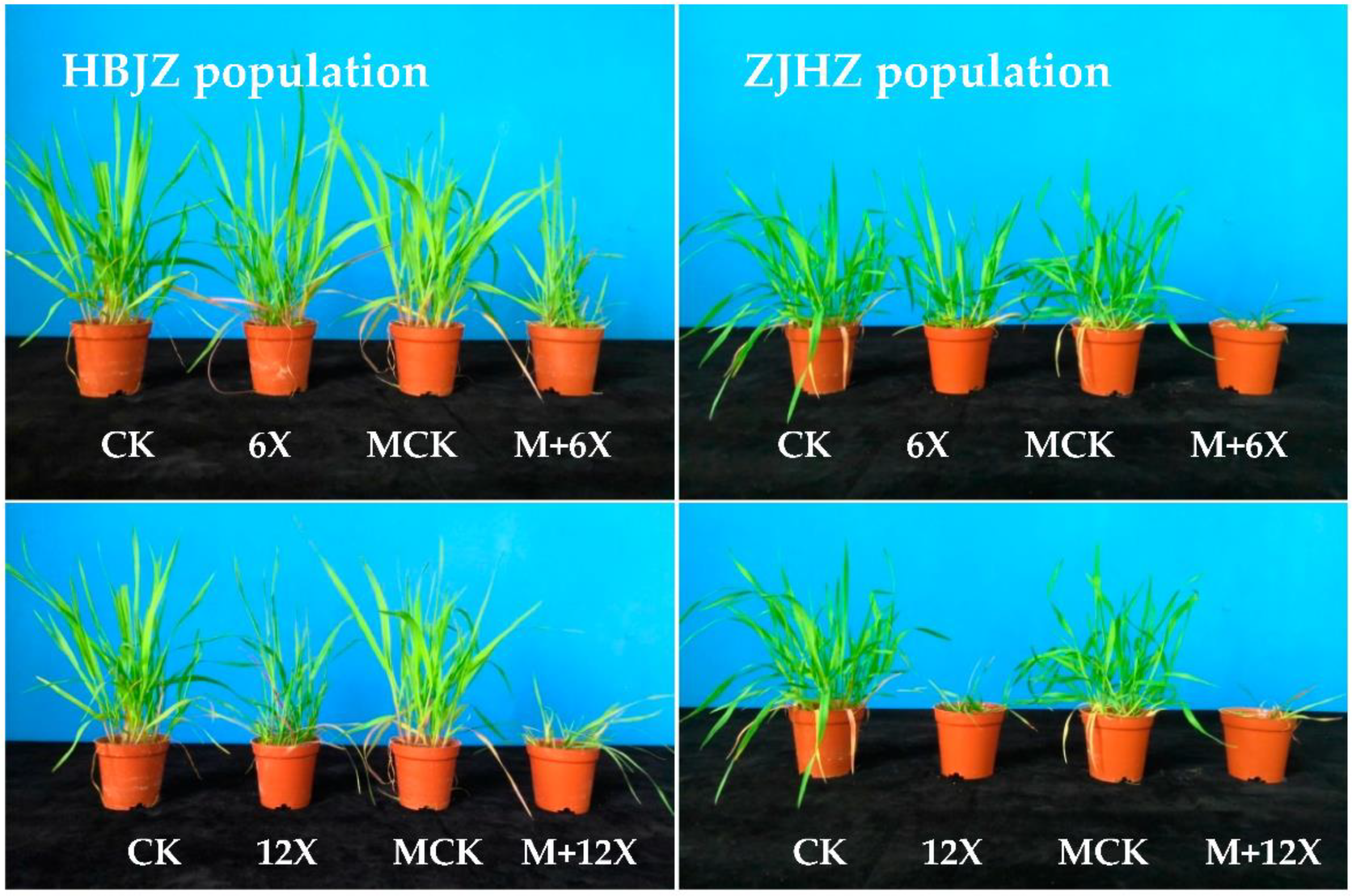 Plants 10 01823 g001