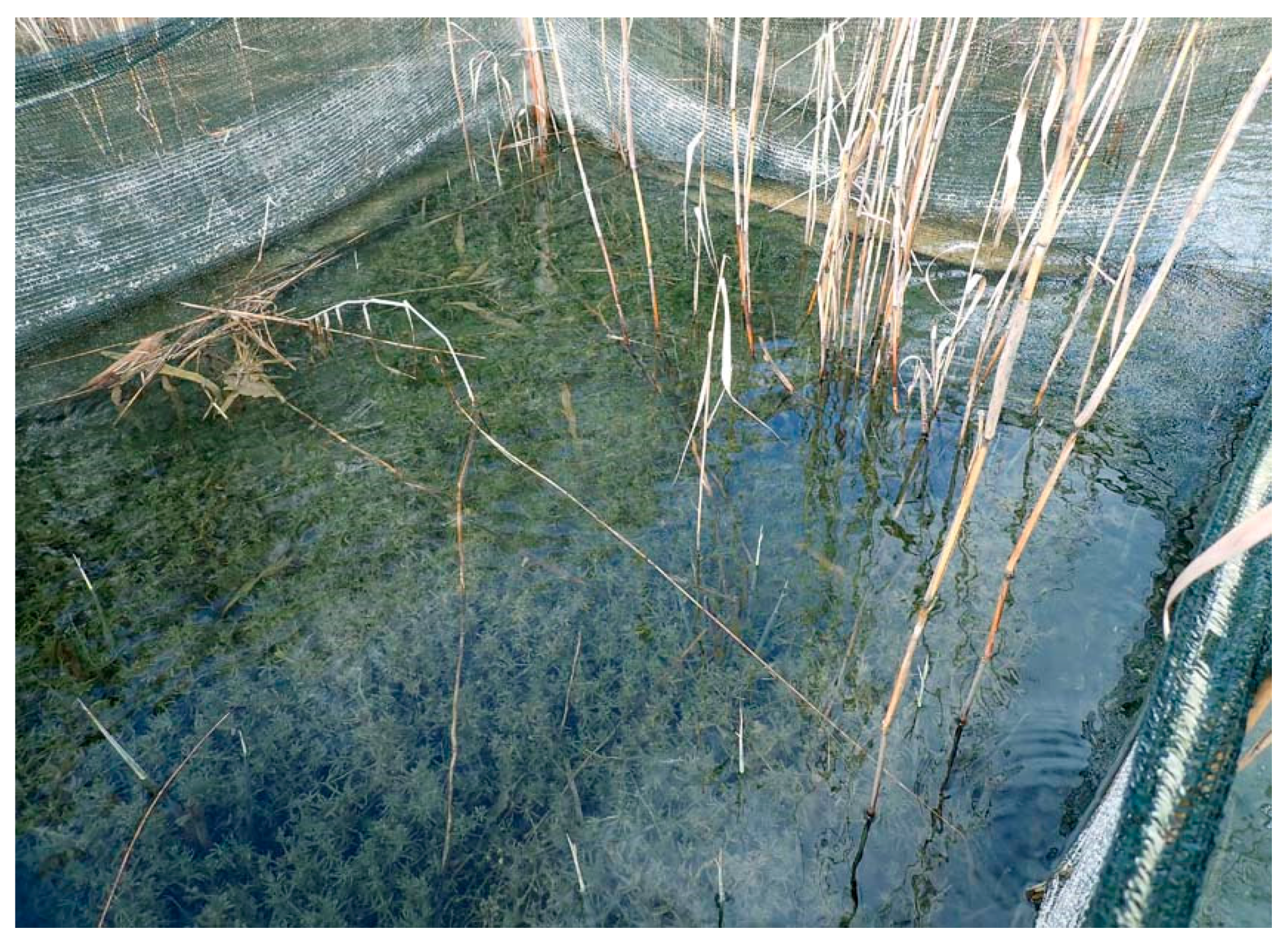 Plants 10 01830 g004