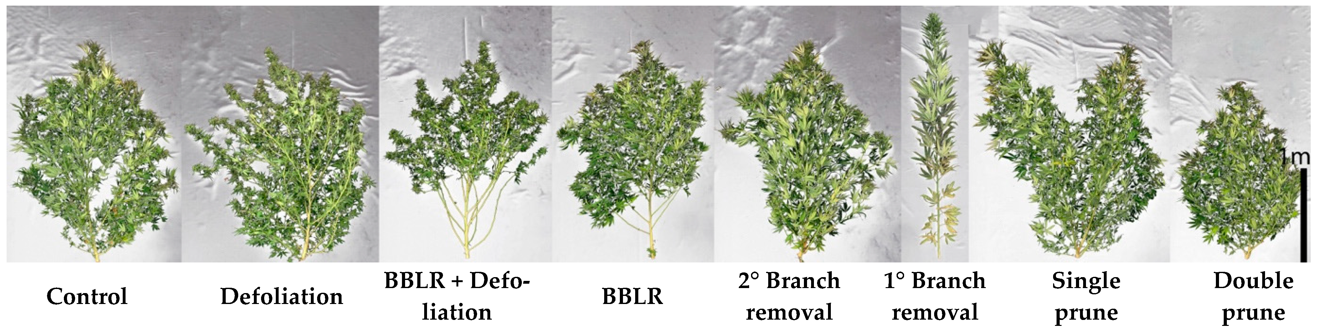 Plants 10 01834 g001