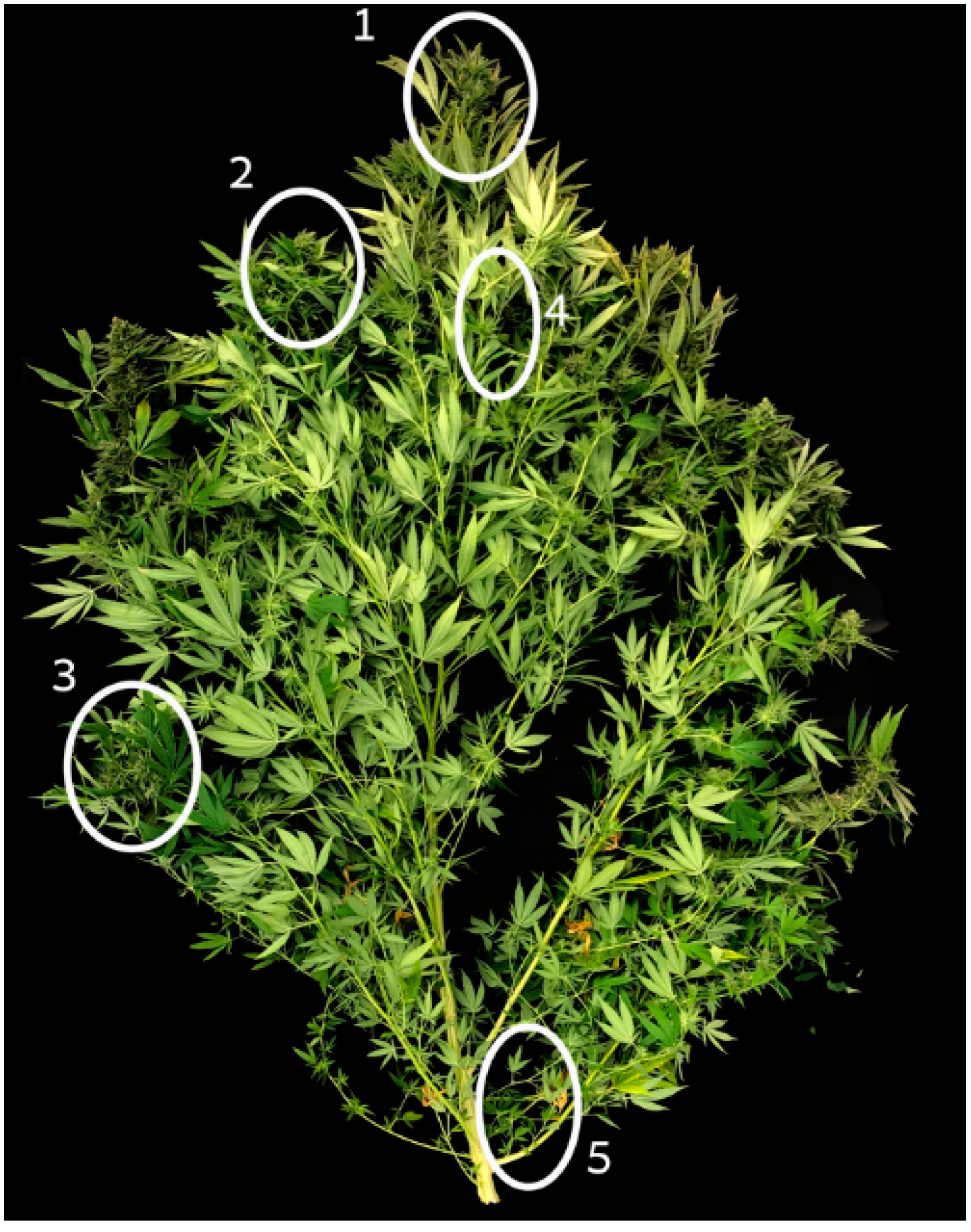 Plants 10 01834 g007