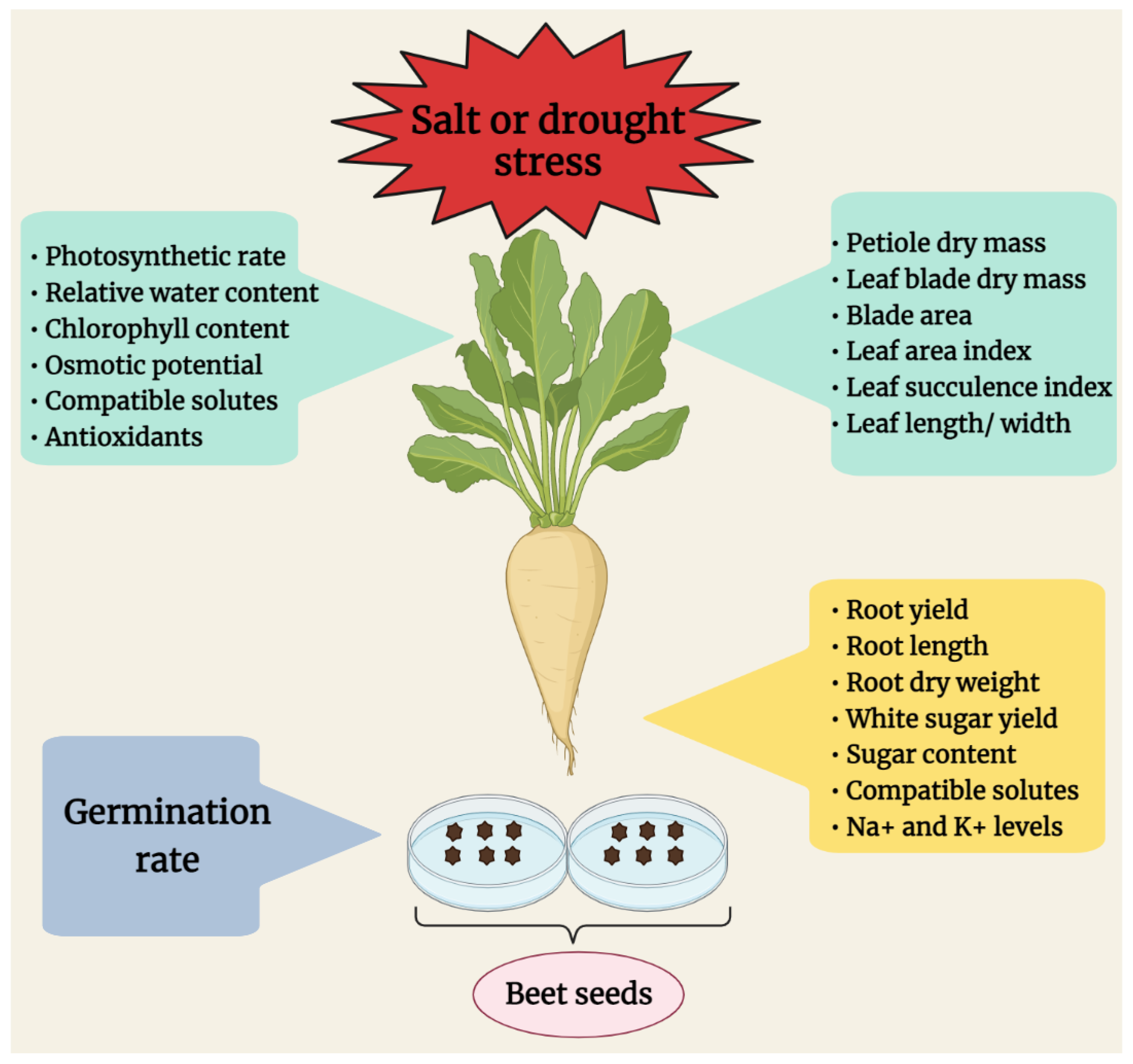 Growing Sugar Beets Plan Ahead And Use Red Beets As A Control Group