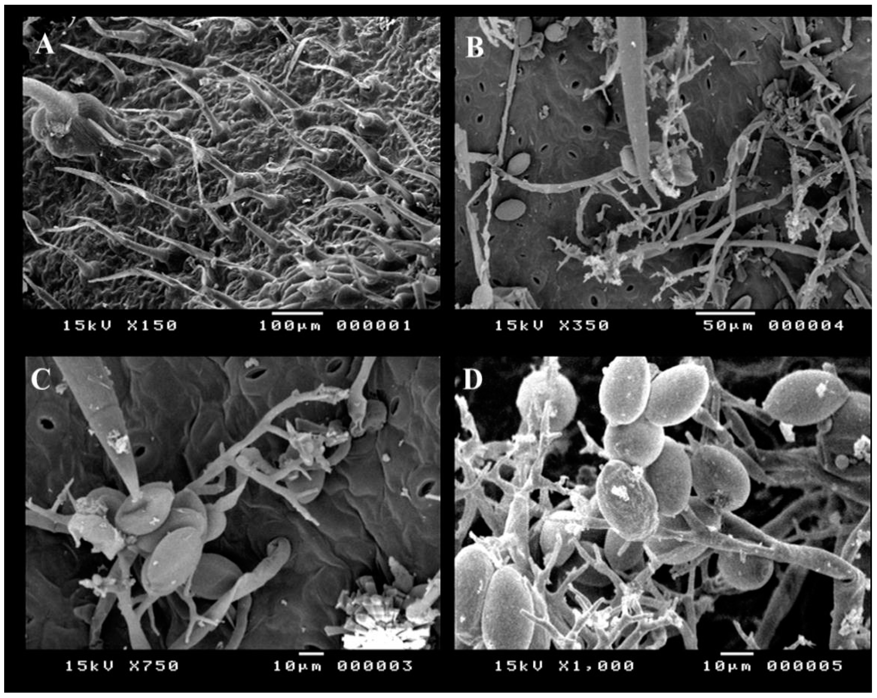 Plants 10 01846 g002