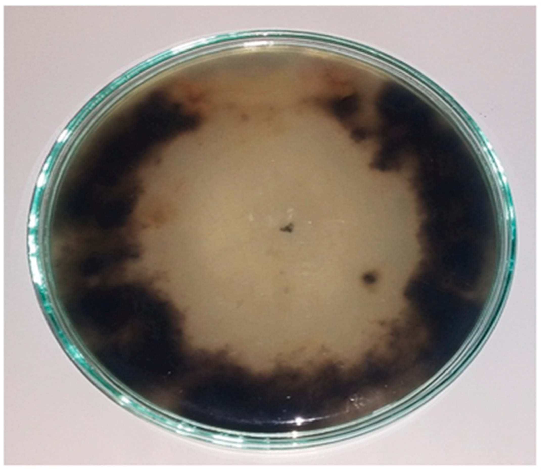 Plants 10 01846 g005