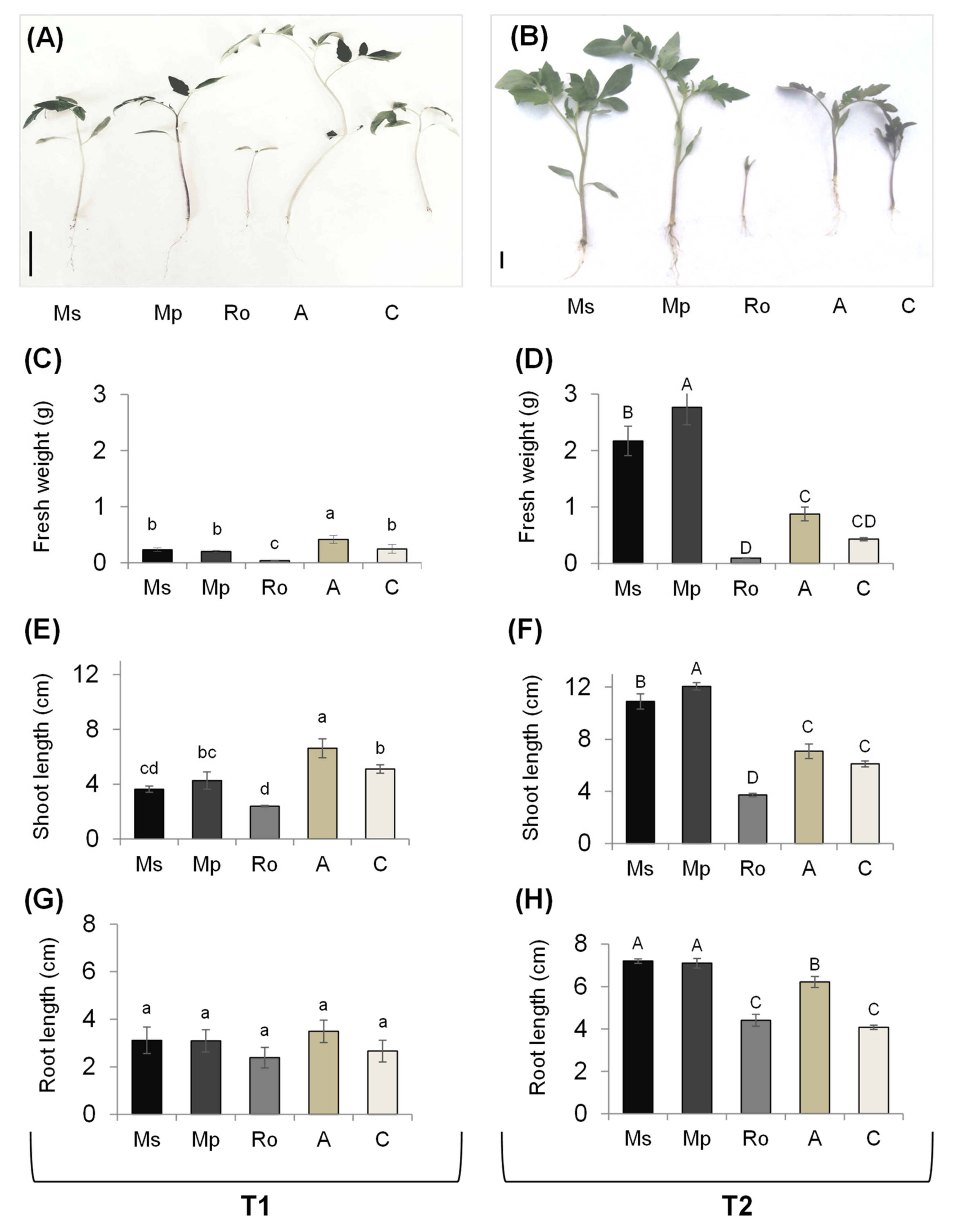 Plants 10 01848 g002 550