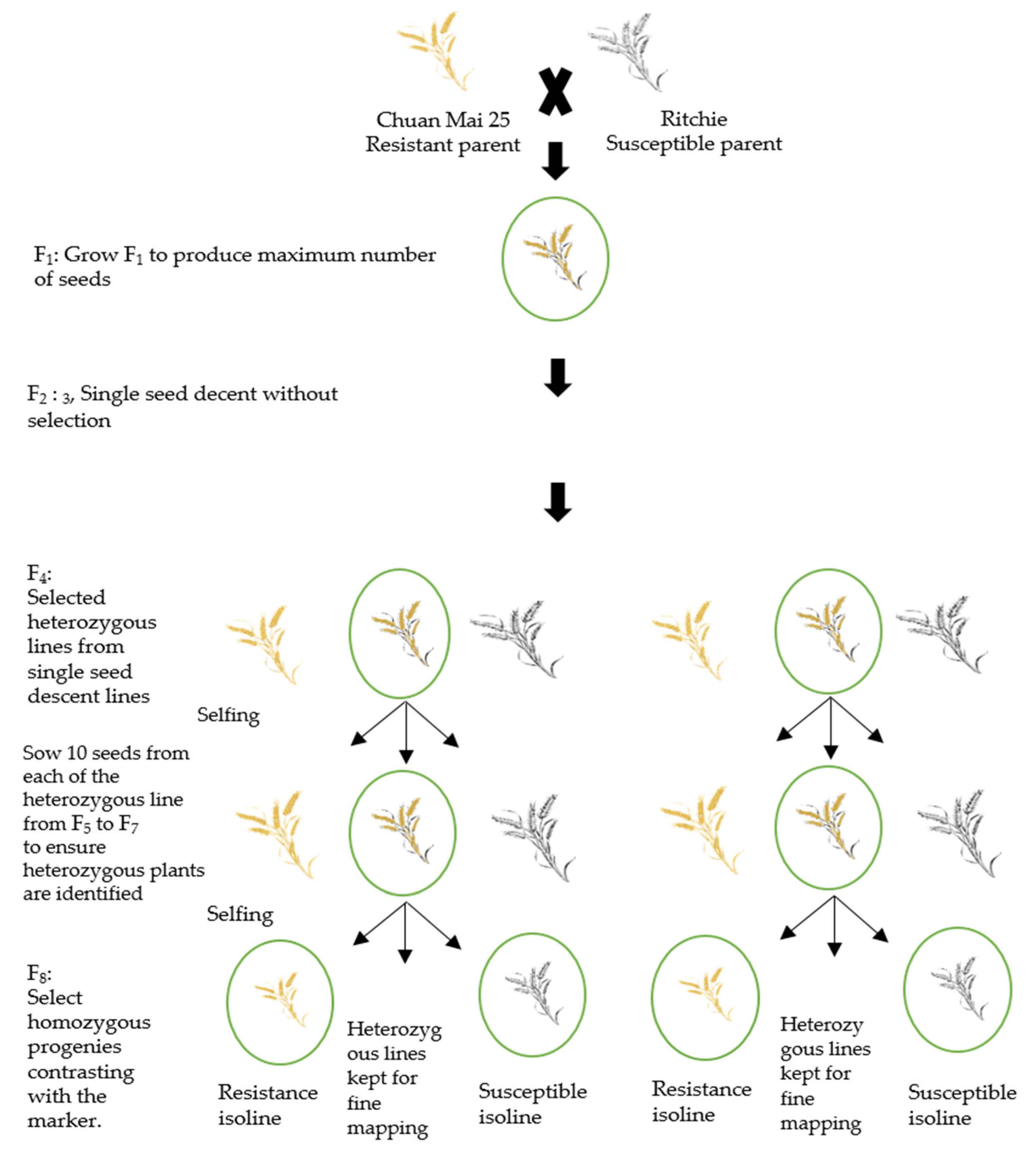 Plants 10 01856 g005 550
