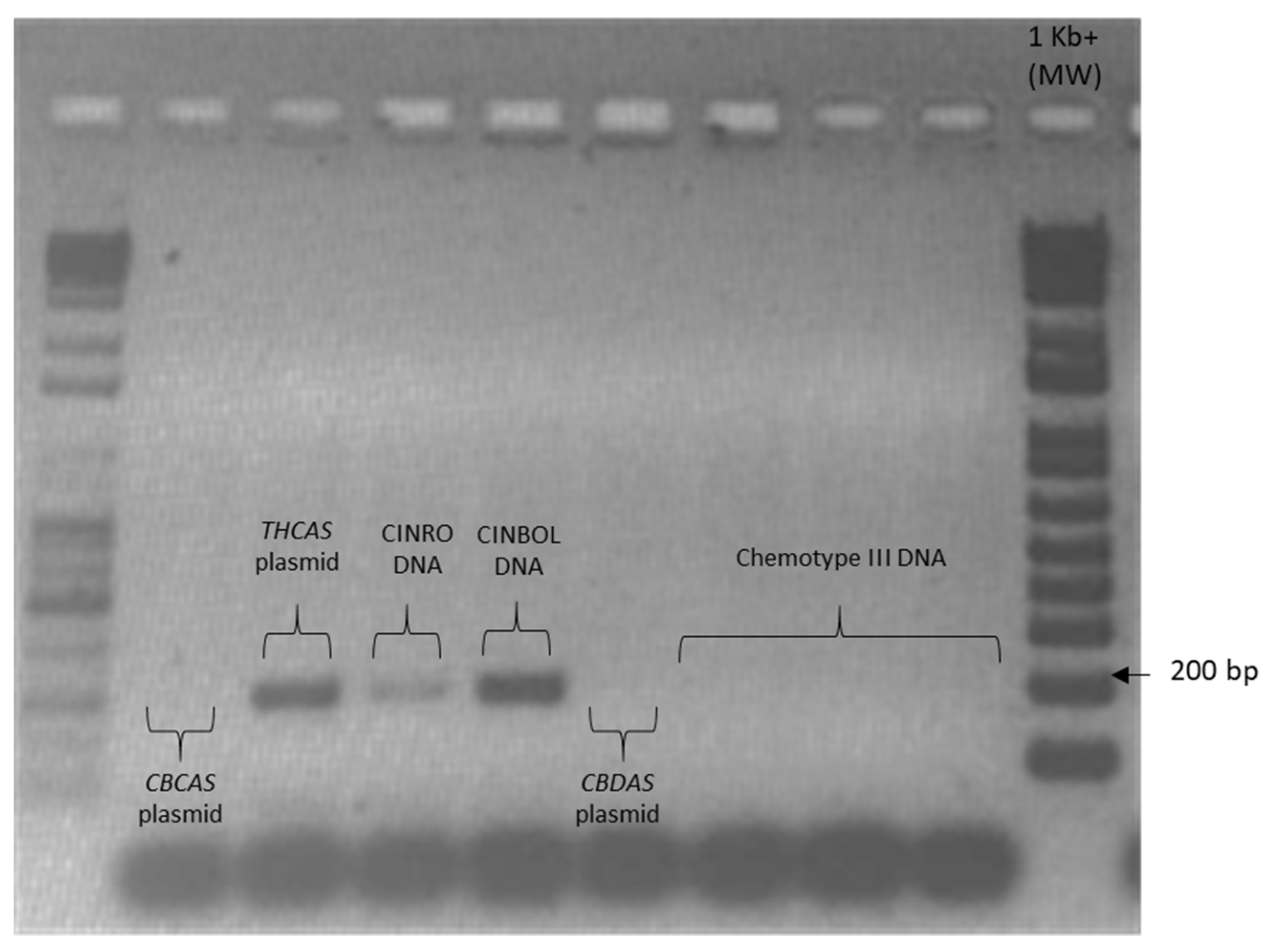 Plants 10 01857 g0a2 550