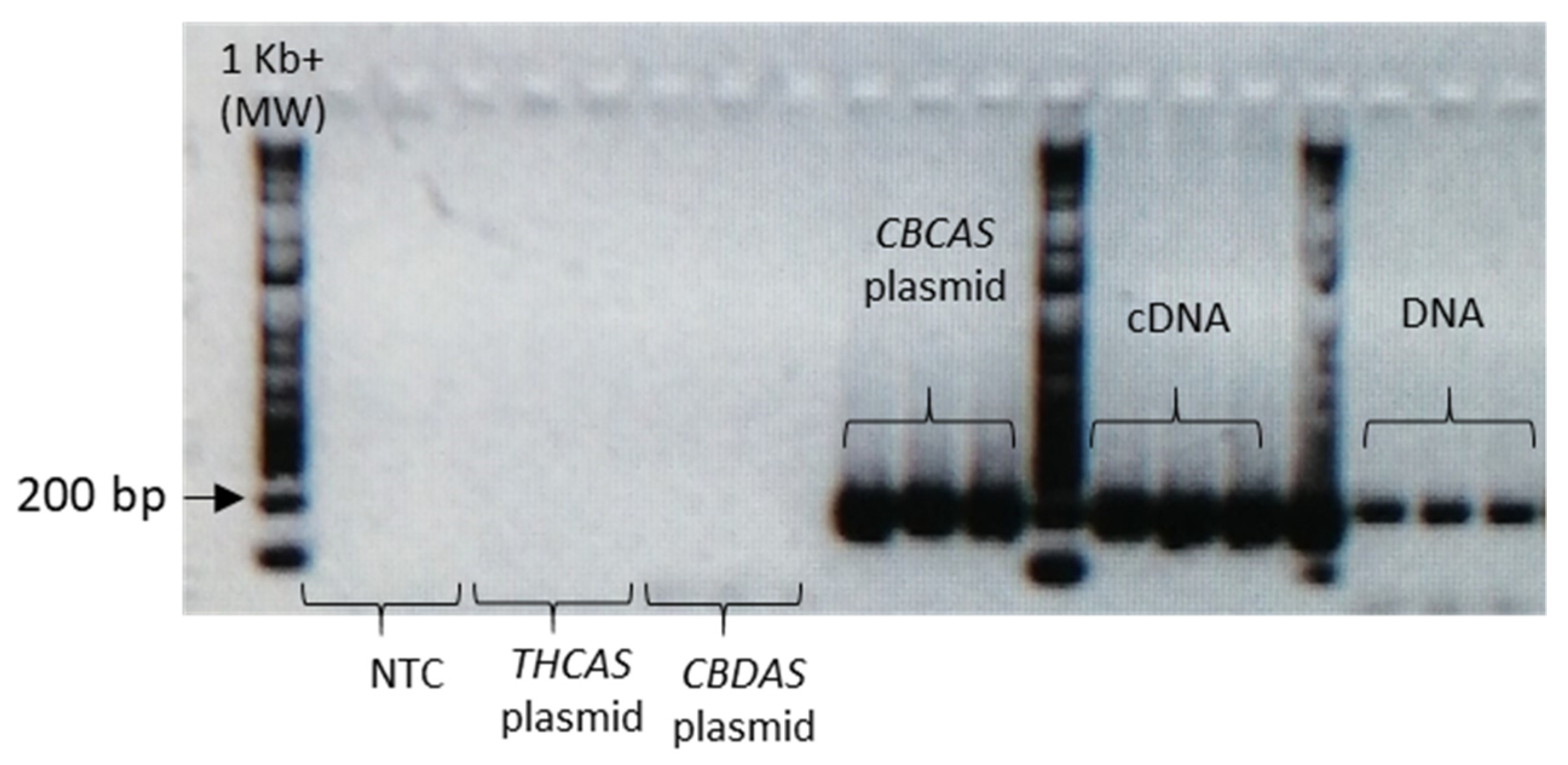 Plants 10 01857 g0a5 550