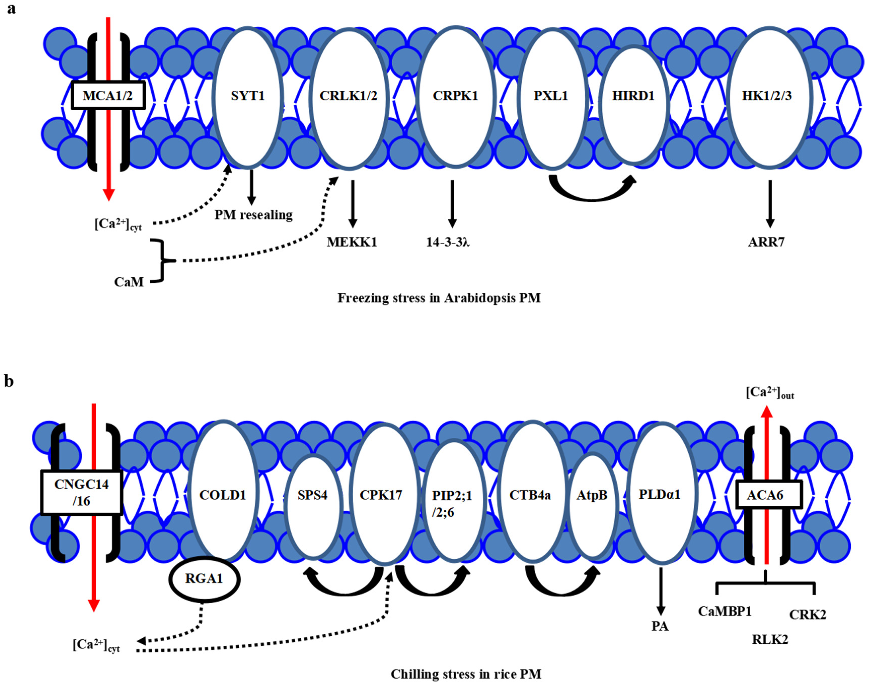 Plants 10 01864 g001 550