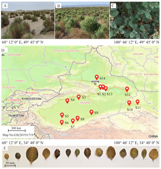 Plants Free Full Text Coupling Relationship Of Leaf Economic And Hydraulic Traits Of Alhagisparsifolia Shap In A Hyper Arid Desert Ecosystem Html Plants Free Full Text Coupling Relationship Of Leaf Economic And Hydraulic Traits Of Alhagisparsifolia Shap In A Hyper Arid Desert Ecosystem Html