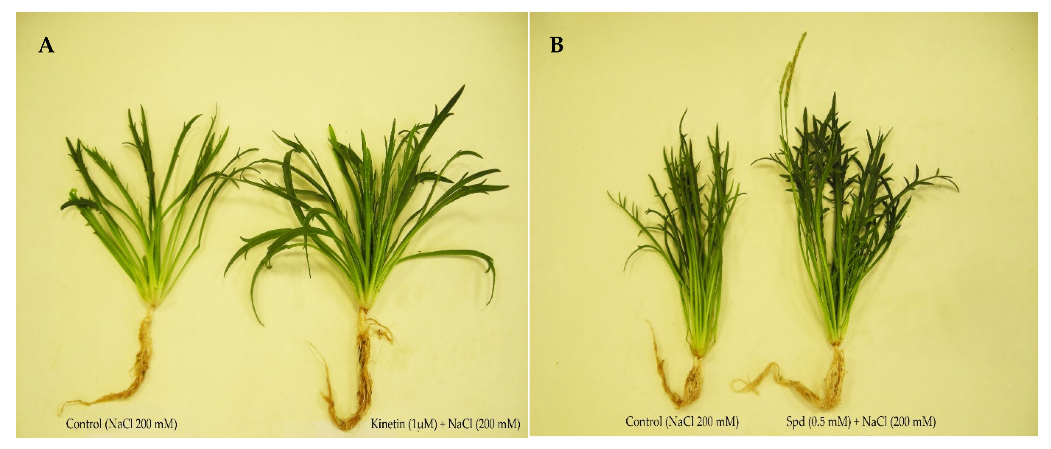 Plants | Free Full-Text | Plant Growth Regulators Application Enhance Tolerance to Salinity and Benefit the Halophyte Plantago coronopus in Saline Agriculture Plants | Free Full-Text | Plant Growth Regulators Application Enhance Tolerance to Salinity and Benefit the Halophyte Plantago coronopus in Saline Agriculture