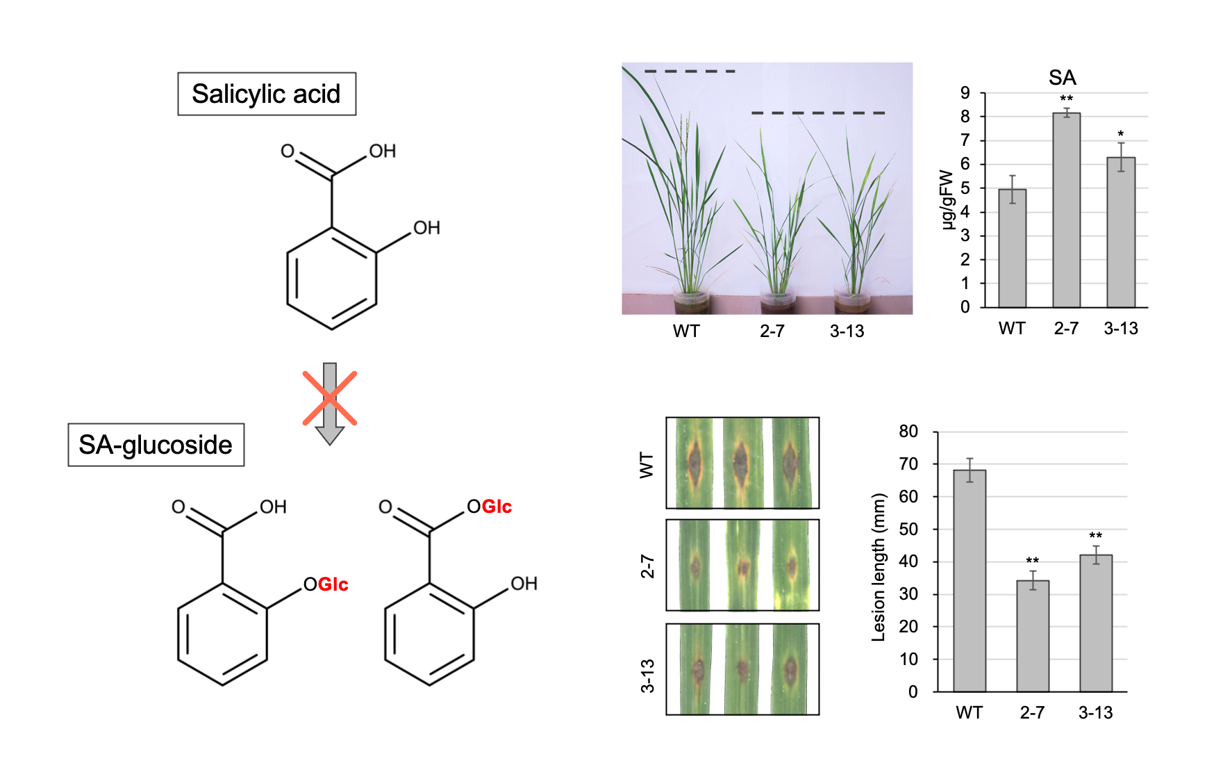 Plants | Free Full-Text | A Ubiquitously Expressed UDP ...