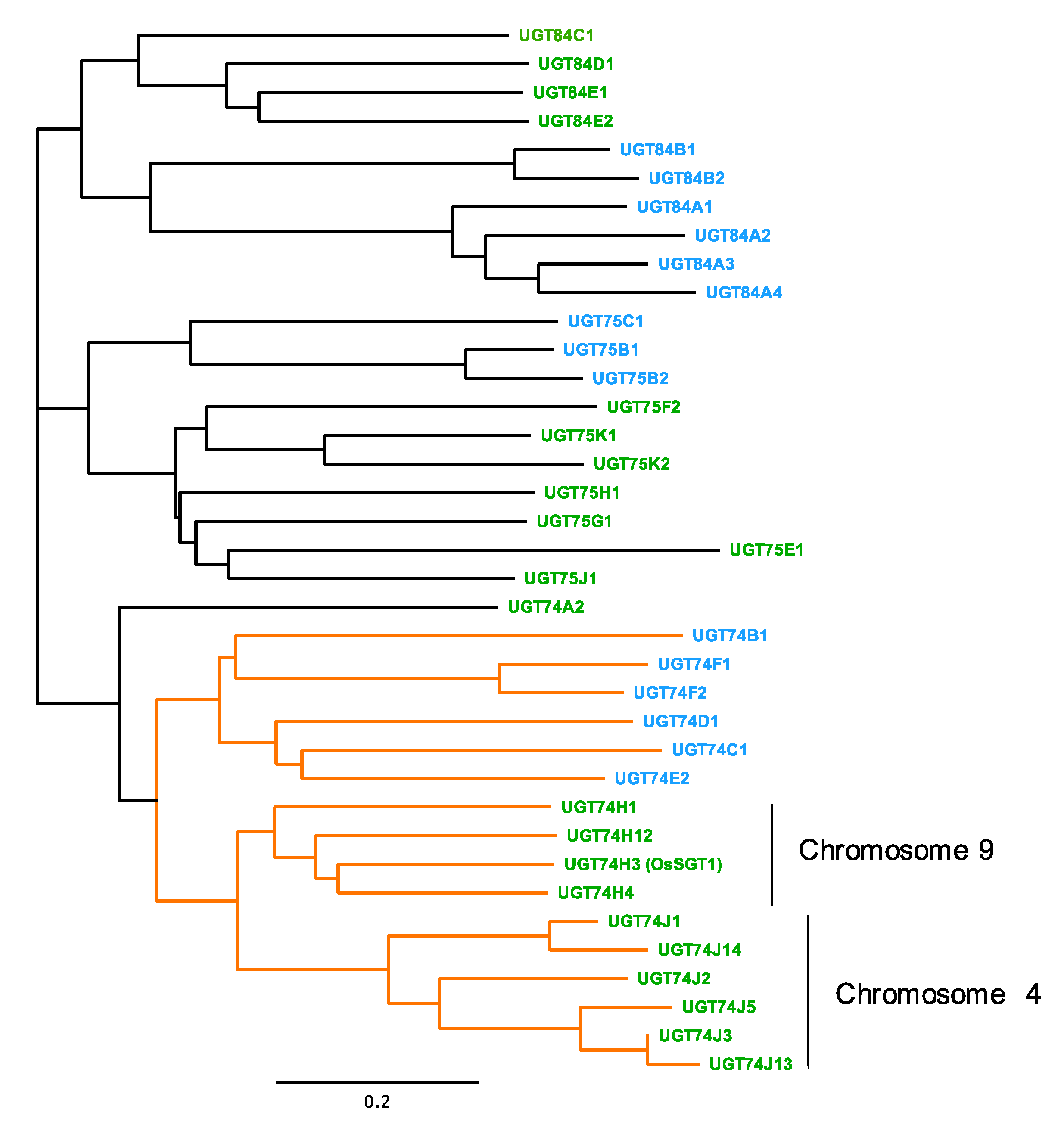 Plants | Free Full-Text | A Ubiquitously Expressed UDP ...
